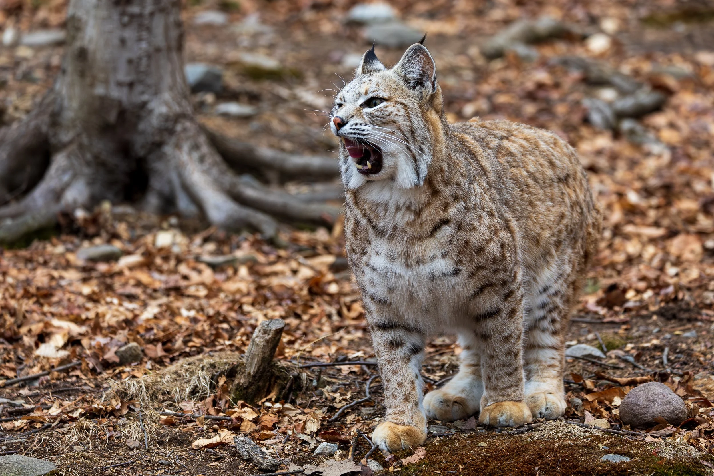SNARLING BOBCAT