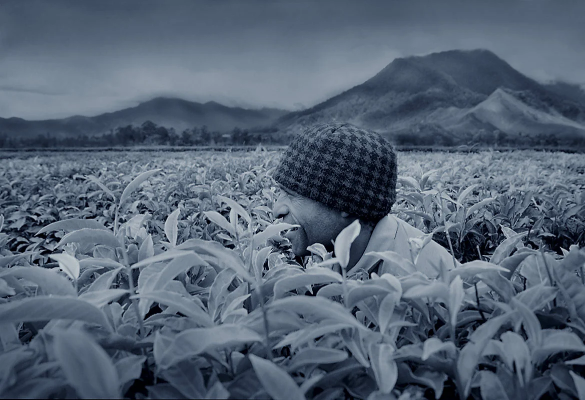 Tea-Plantation-Highlandsw.jpg