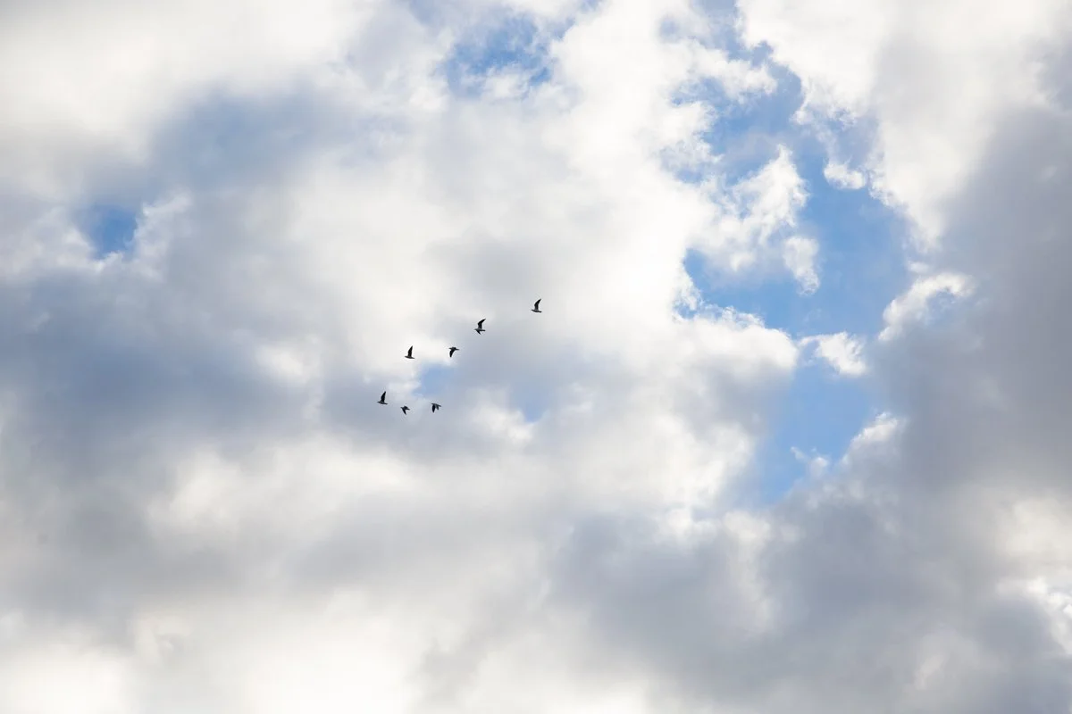 170429-Williams-Res-347w.jpg