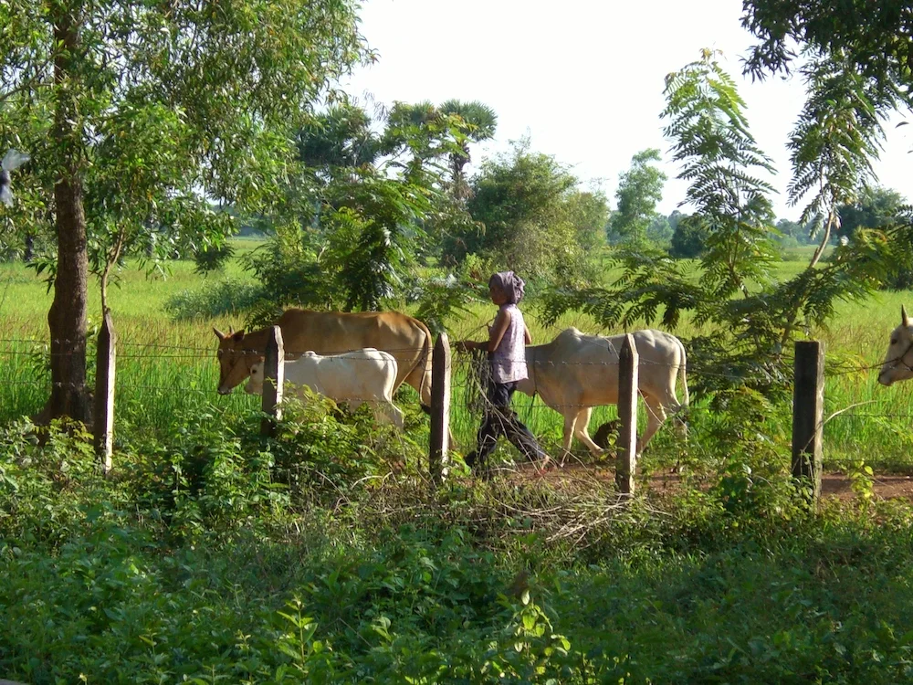 A mother tends a neighbor's cows
