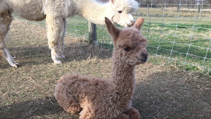 Screen Shot 2020-10-12 at 3.56.26  PM.png