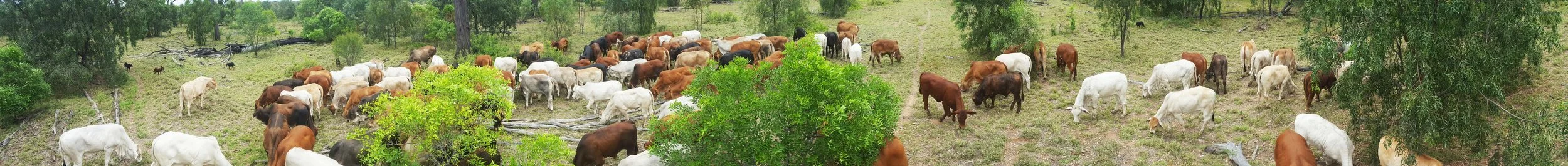 cattle.jpg