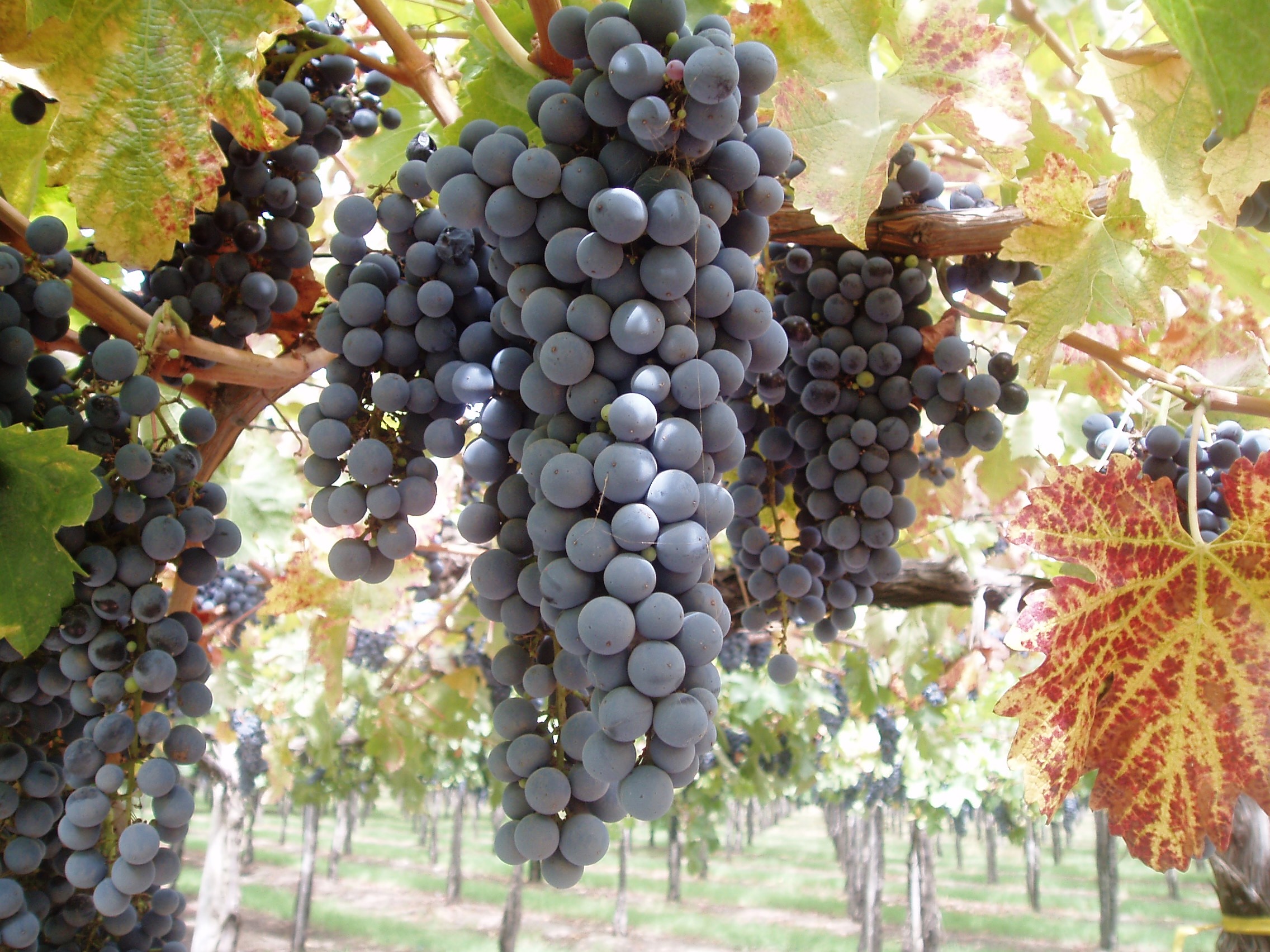 SantaRitaVineyards.jpg