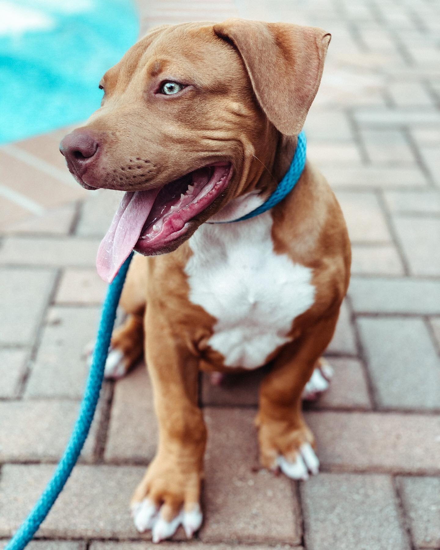 This is Canelo! A big sweetheart 🐾 

#pitbullsofinstagram #pitbull #pittiesofinstagram #dogtraining #dogsofinstagram #doggo #dogstagram #puppy #dogs