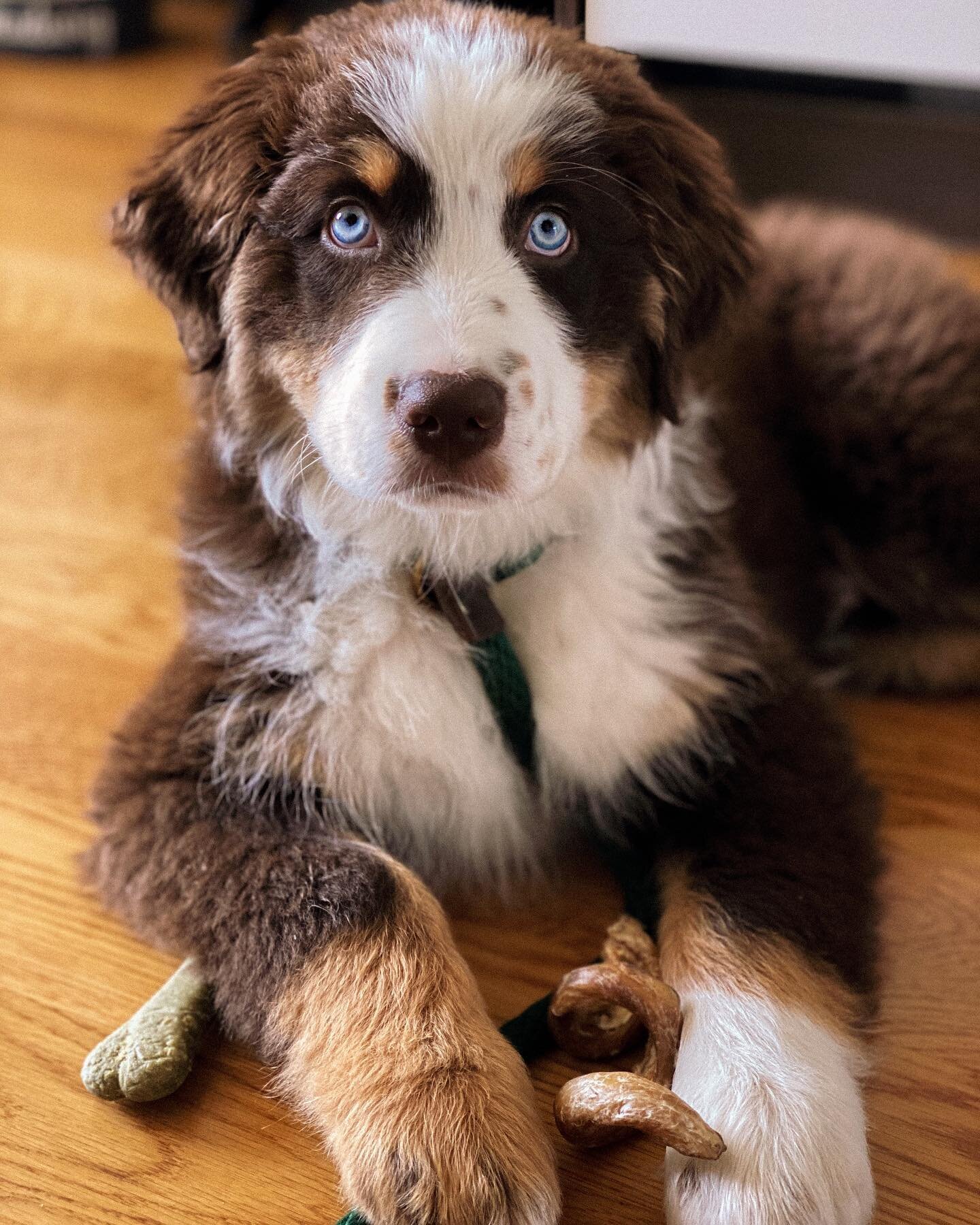 Throwback to Ludi! 

#aussiesofinstagram #australianshepherd #dog #dogsofinstagram #dogstagram #dogs #dogsofinsta #aussiesdoingthings #aussie #cutedog #dogoftheday