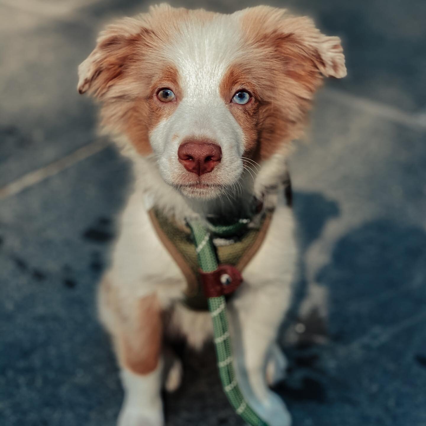 This is Olive! 

#miniaussie #miniaussiesofinstagram #australianshepherd #aussiesofinstagram #dogtraining #dogsofinstagram #dog #dogs #cute #dogoftheday #dogstagram