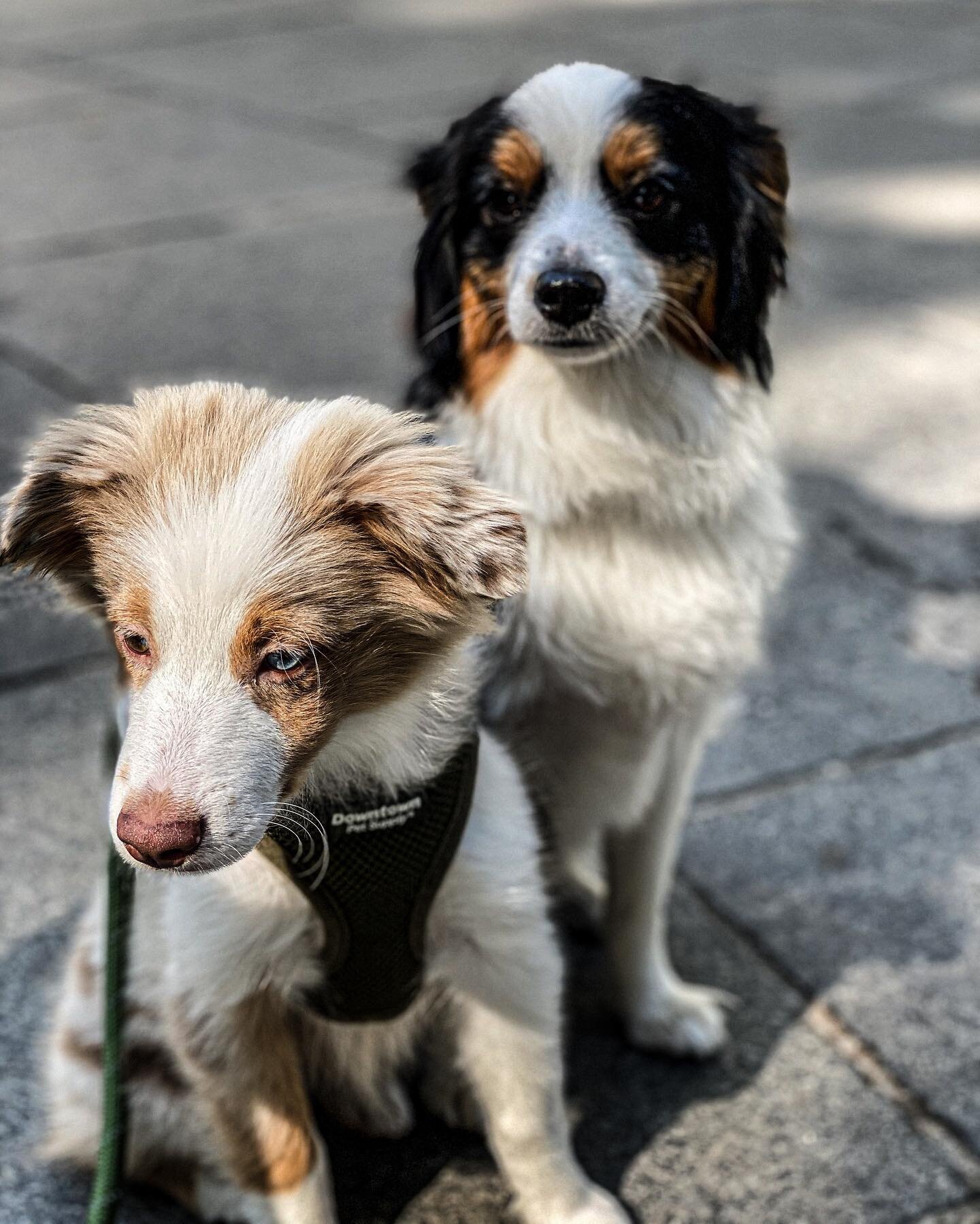 Truffle and Olive hitting the streets 
 🐶 🐾 

#aussiesofinstagram #aussiesdoingthings #miniaussie #australianshepherd #dogtraining #puppiesofinstagram #puppylove #dog #dogs #cute #cutedogs #dogstagram #dogoftheday #dogsofinstagram