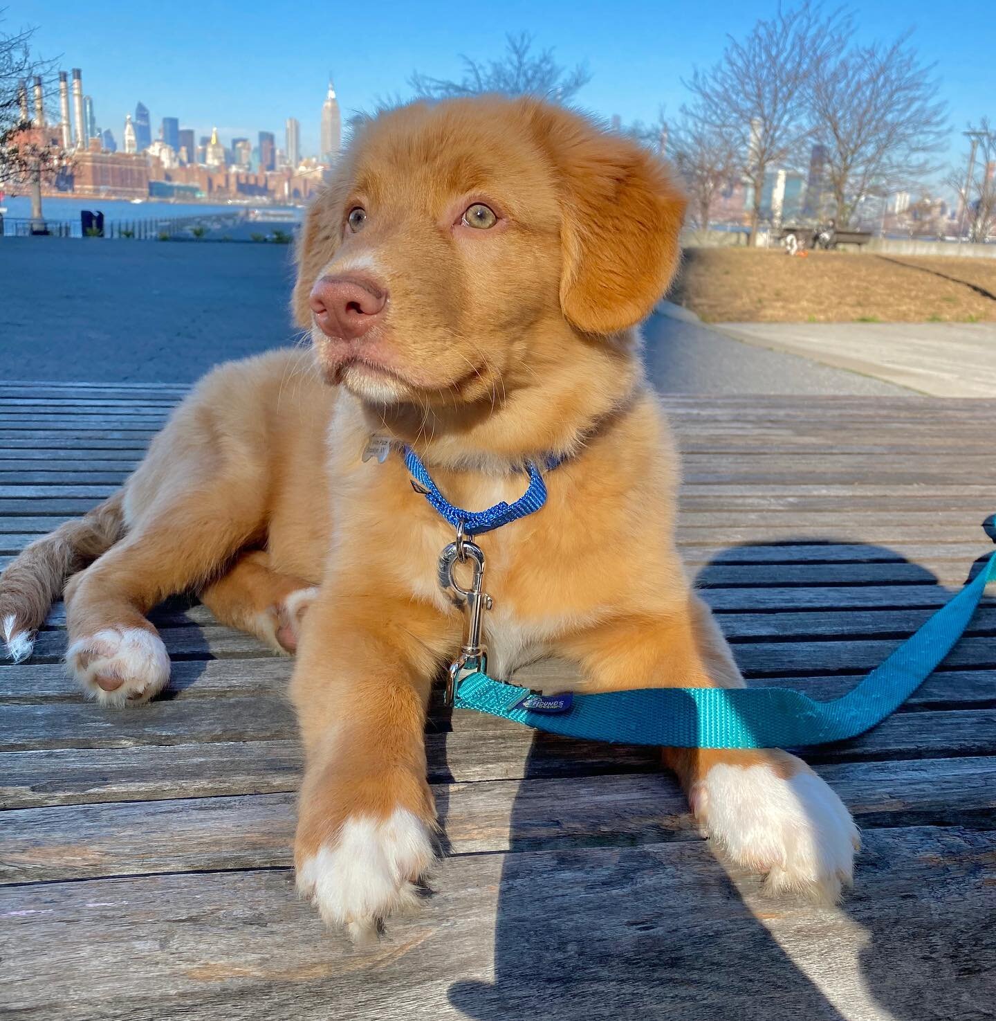 Working with Milo...Mia&rsquo;s brother 🐾🐾🐾🐾

#tollersofinstagram #novascotiaducktollingretriever #puppiesofinstagram #puppylove #puppy #puppylife #tollerpuppy #dogtraining #cutedogs