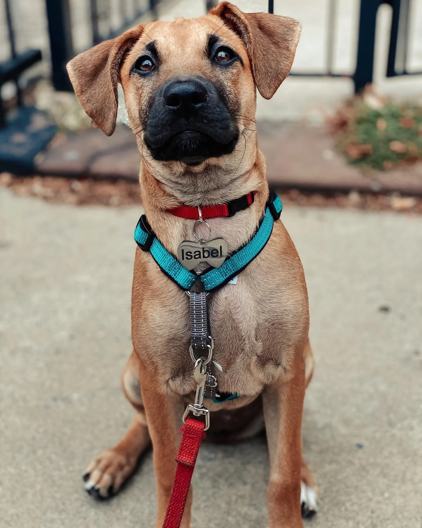 This is Isabel! A rescue pup from 🇵🇷 

#rescuedogsofinstagram #dogsofpuertorico #dogstagram #puppy #puppylove #dogtraining #dogsofinstagram #dogsofinsta #dog #dogs #cute