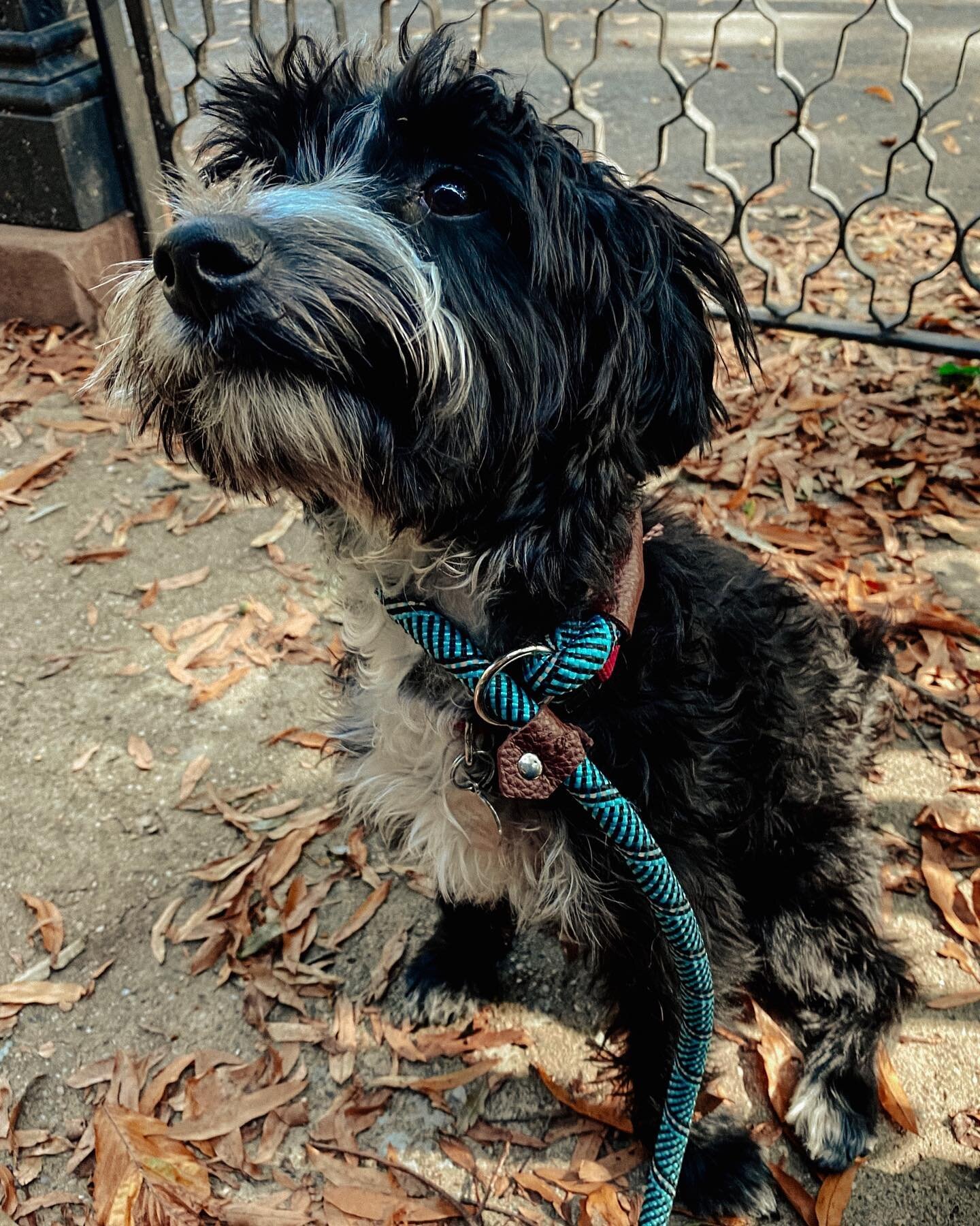 Say hi to Eddie! 

#dogsofinstagram #dogs #dogstagram #dog #dogtraining #dogsofbrooklyn #dogsofinsta #dogoftheday