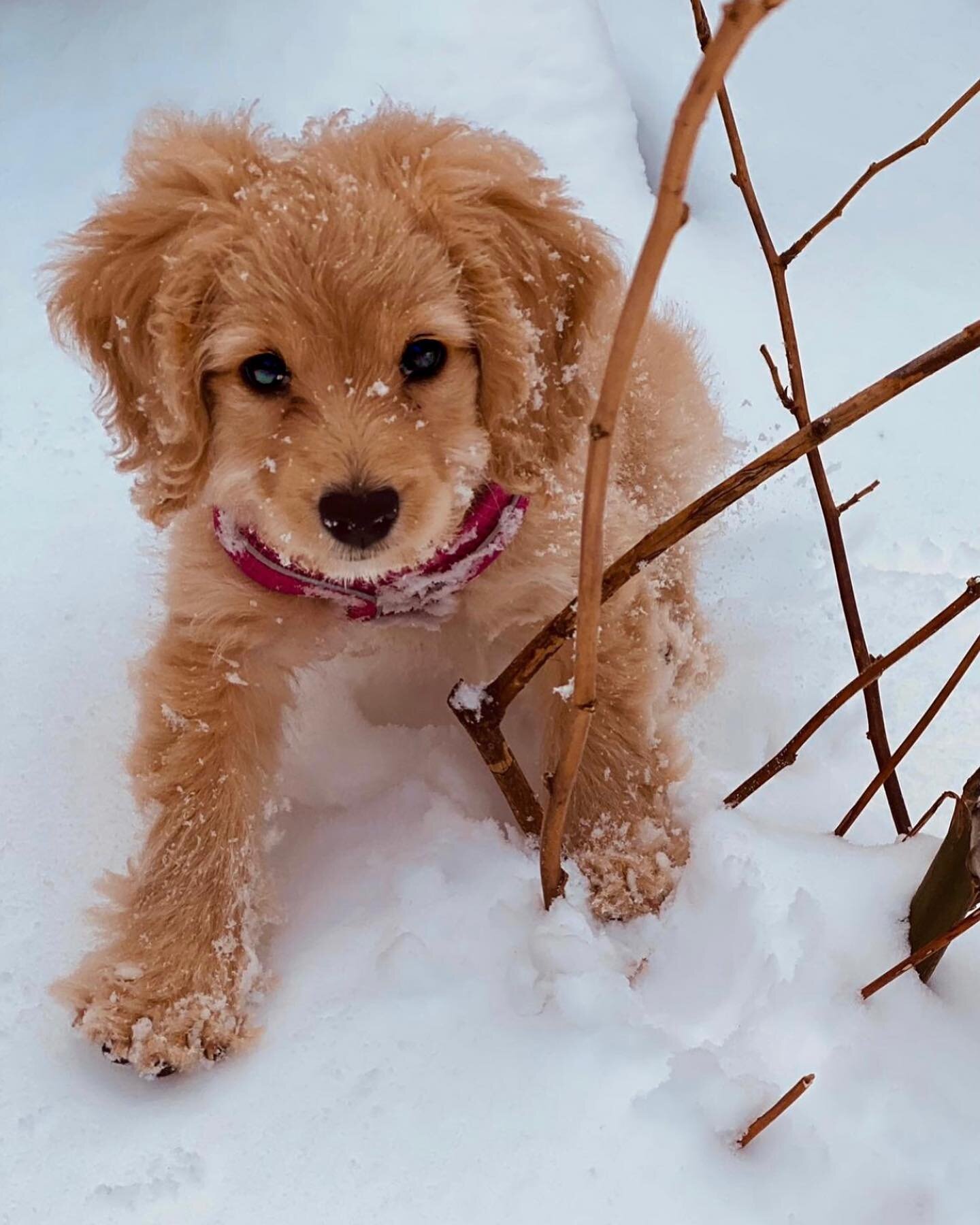 First snow day ❄️❄️❄️
&bull;
#puppy #cutepuppies #cutedogs #puppiesofinstagram #pup #puppylife #snowdog #snow #snowday #dogstagram #dogoftheday #dogsofinstagram #dogsofinsta