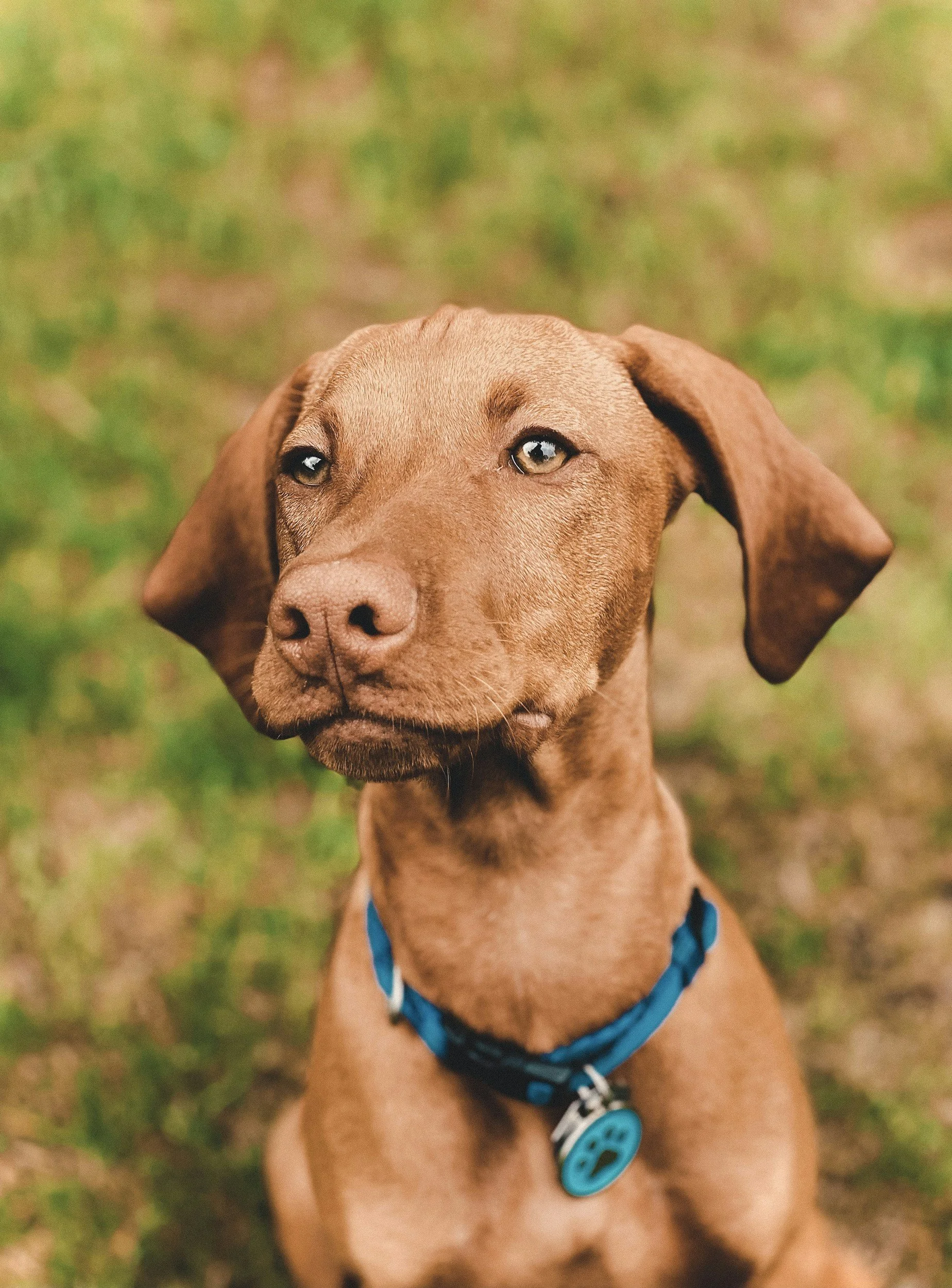 A brown dog with a blue collar sitting outdoors on grass, looking slightly to the left.