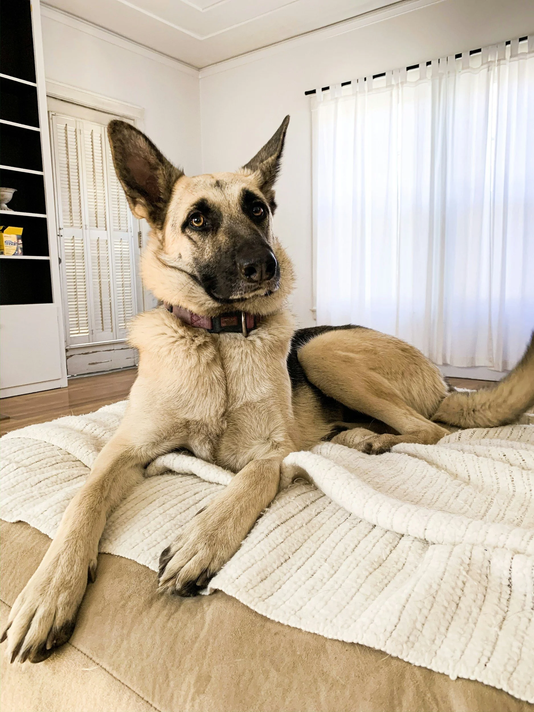 A dog with tan and black fur lying on a bed with a cream-colored blanket in a bright room with white curtains.