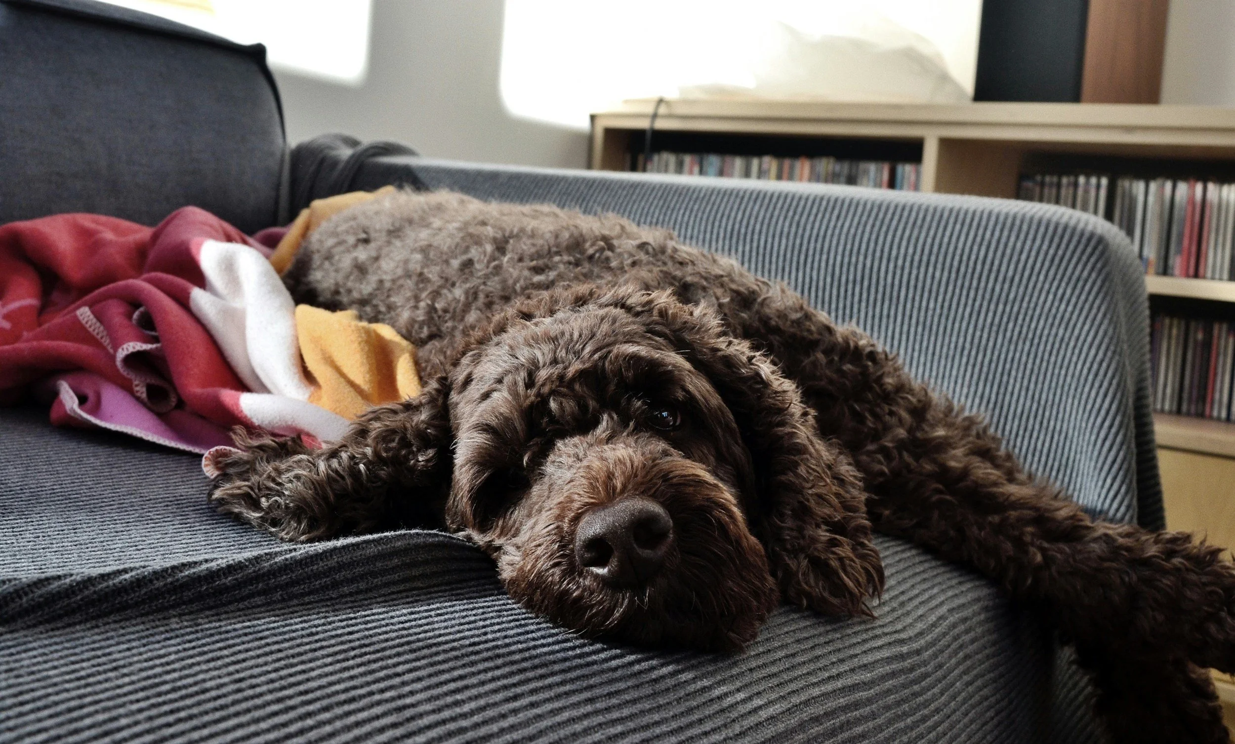 A brown, curly-haired dog lying on a gray couch with a pink, white, and yellow blanket partially covering its body, looking at the camera.