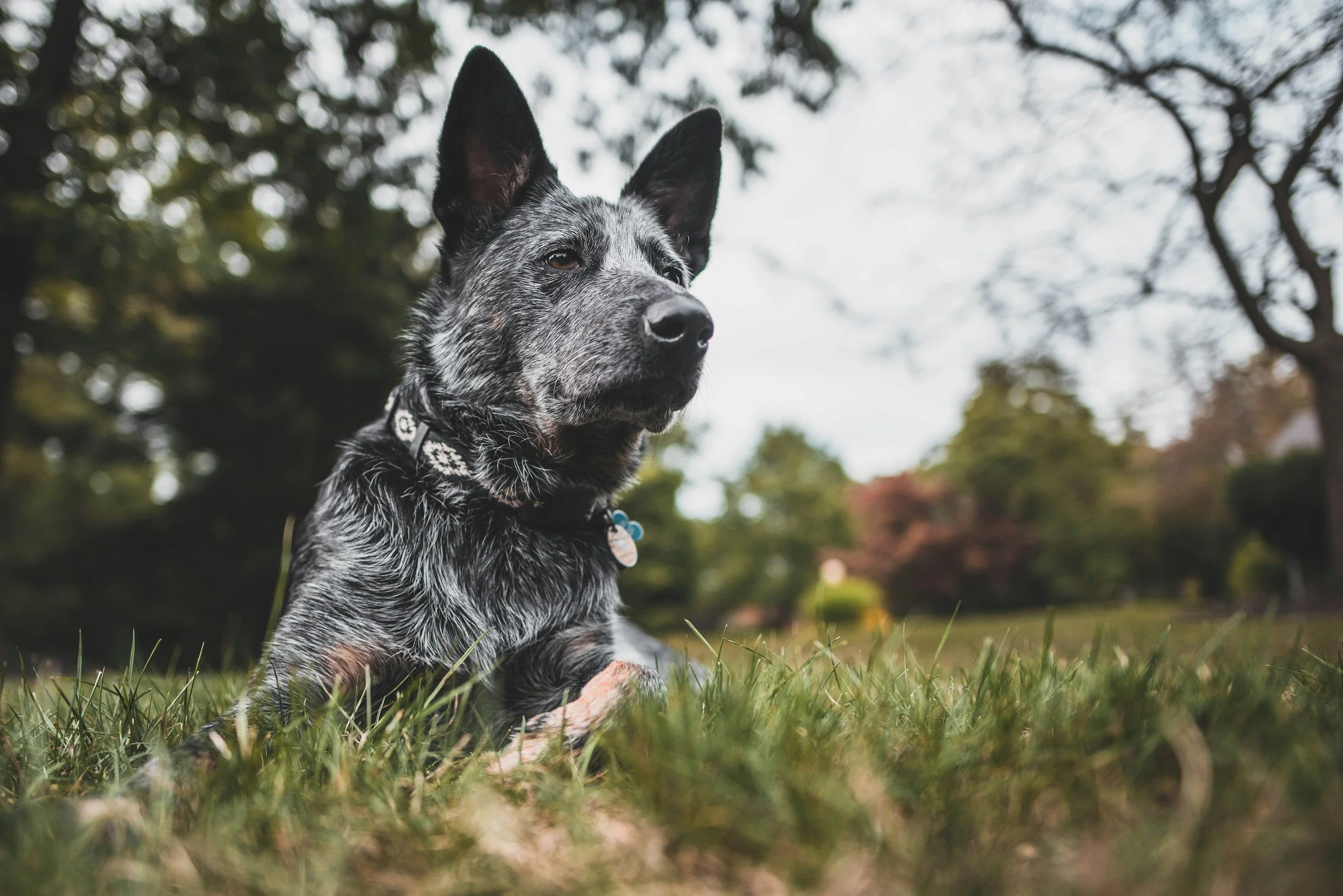 A black and gray Australian cattle dog lying on the grass in a park with trees in the background.