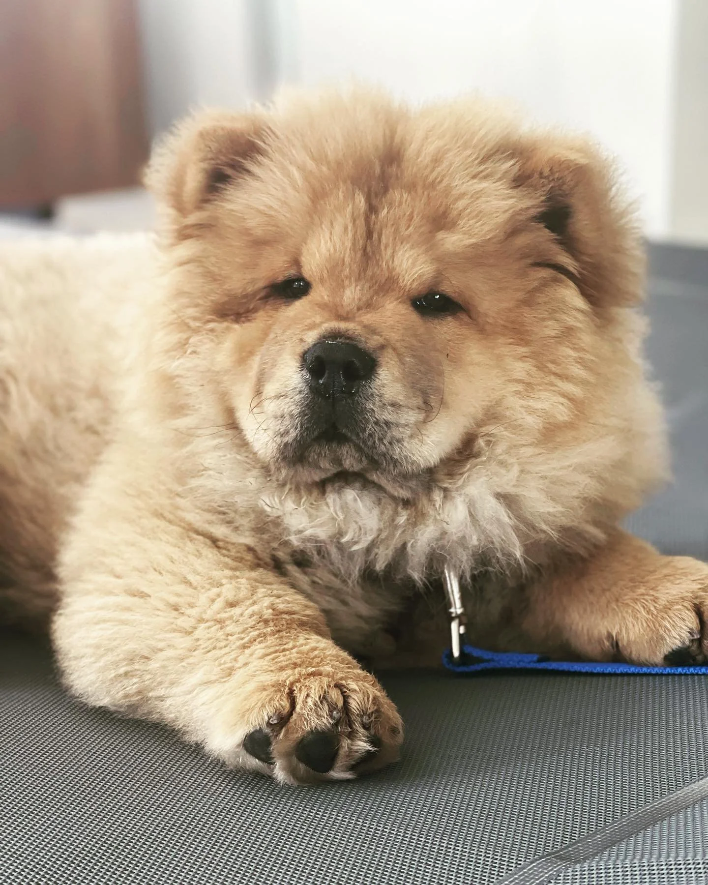 This is Farley 🐶🐾
#chowchow #puppy #puppiesofinstagram #dogtraining #dogsofinstagram #dog #dogstagram #dogs