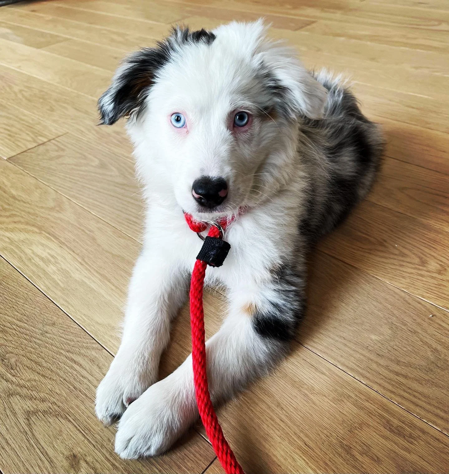 Sai hi to Luna! 🐾 
#minituareamericanshepherd #dogsofinstagram #dog #dogstagram #dogtraining #puppy #puppiesofinstagram #puppies