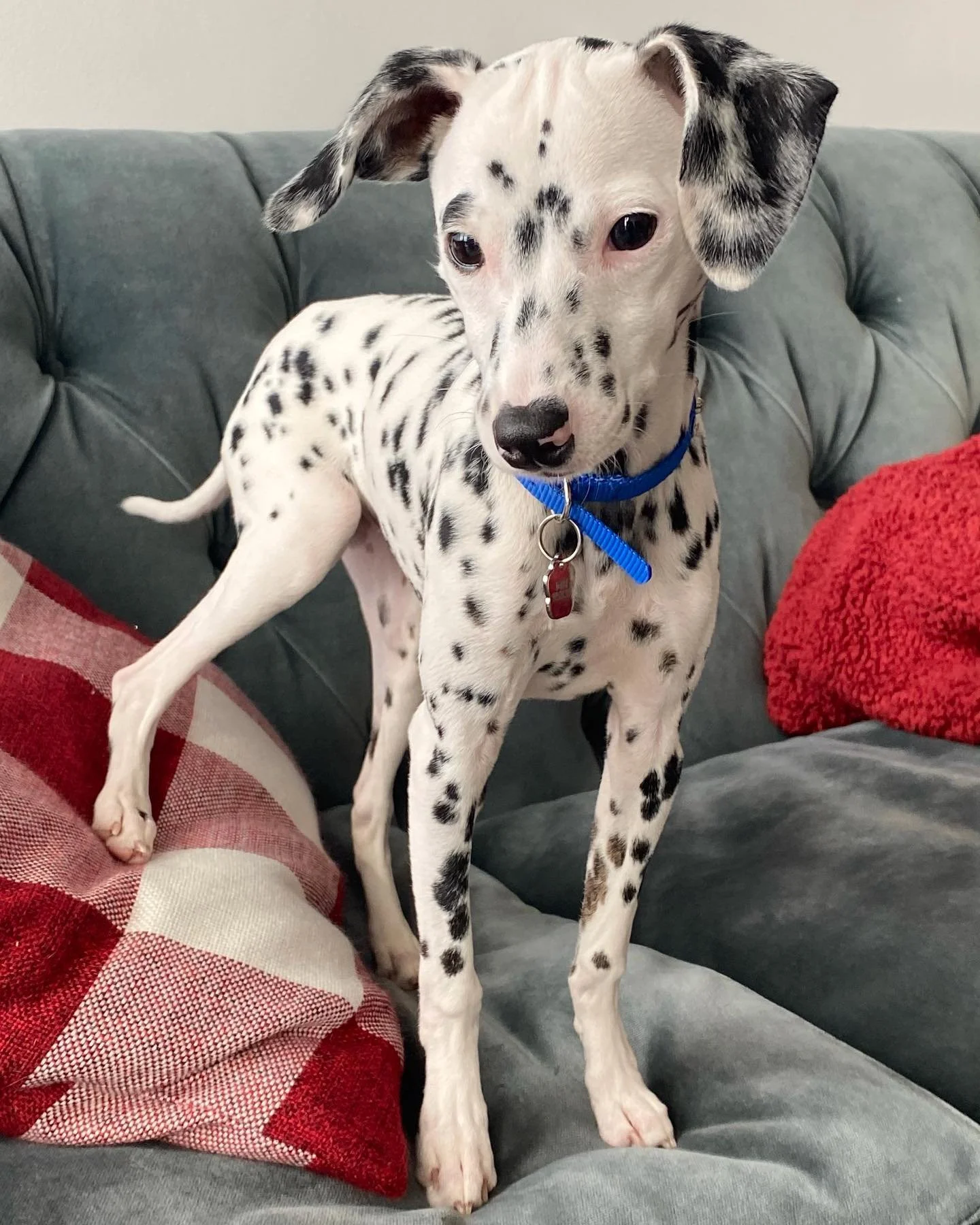 This is Dolly! 

#minidalmatian #dalmatiansofinstagram #dalmatian #dogoftheday #dogsofinstagram #dogsofinsta #dogs #puppy #cutedogs #cute #dogtraining