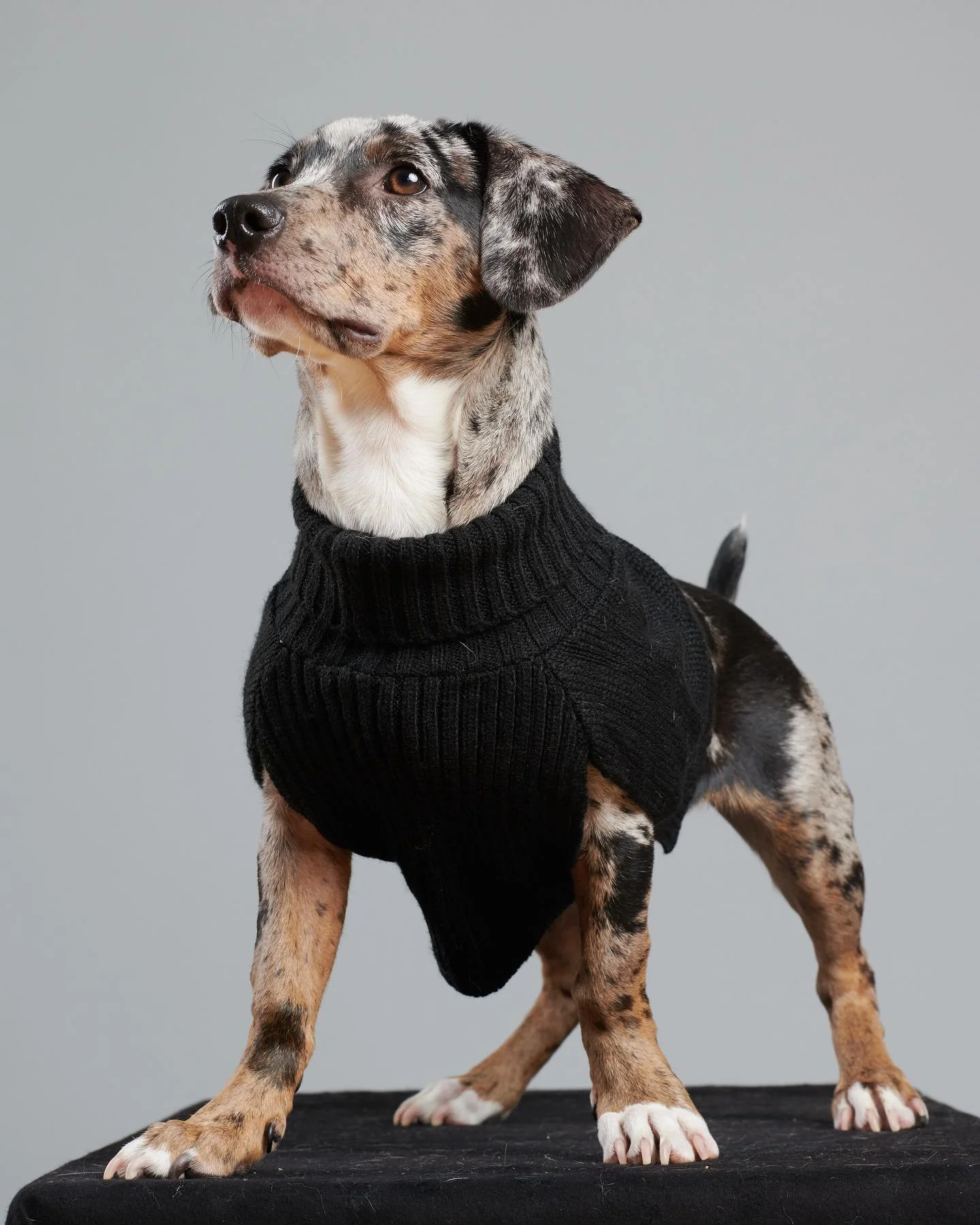 It&rsquo;s training time with Stella! 

#dogstagram #dogtraining #puppy #puppiesofinstagram #dog #dogs #dogsofinstagram #cute