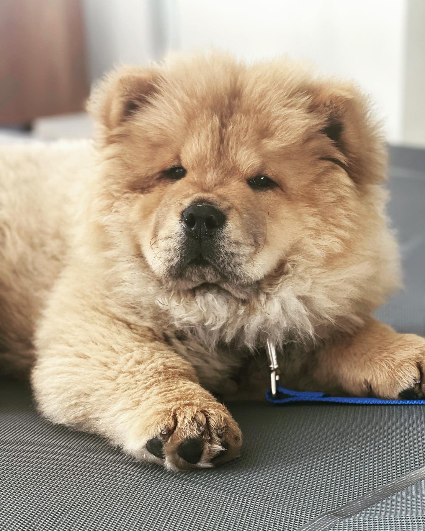 This is Farley 🐶🐾
#chowchow #puppy #puppiesofinstagram #dogtraining #dogsofinstagram #dog #dogstagram #dogs