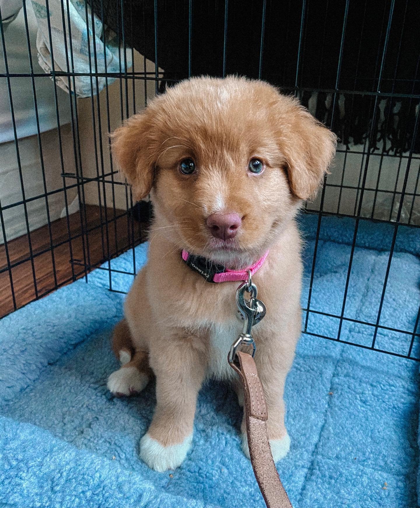 First day of training with Mia! 

#toller #tollersofinstagram #tollerpuppy #puppy #puppylove #puppylife #dogstagram #dogs #cutedogs #cute #dogtraining #dogsofinstagram #dogsofinsta