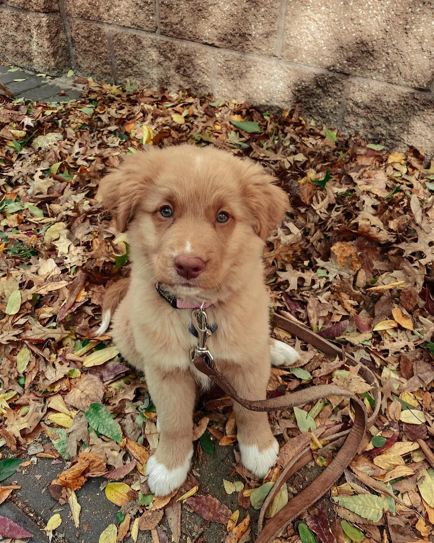 Update on Mia. She&rsquo;s doing awesome! 

#tollersofinstagram #novascotiaducktollingretriever #dogsofinstagram #dog #dogoftheday #puppies #puppiesofinstagram #puppylove #pup #dogtraining #dogstagram #dogsofinsta #cutedogs