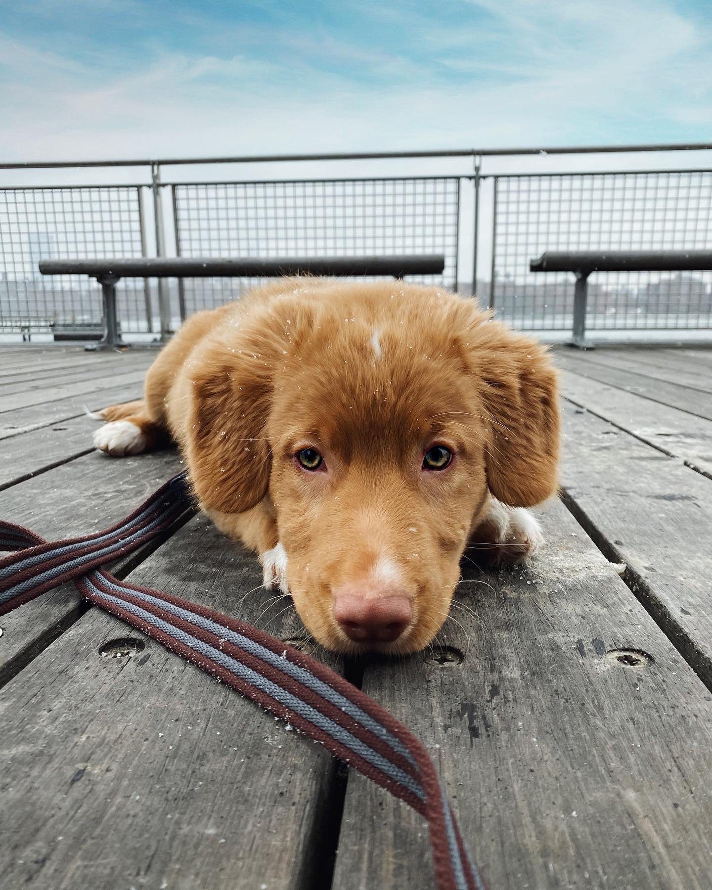 Milo the Toller! 🐾 

#tollersofinstagram #novascotiaducktollingretriever #cutedogs #cute #puppy #puppylove #puppiesofinstagram #dogstagram #dogsofinstagram #dogoftheday #cutepuppy