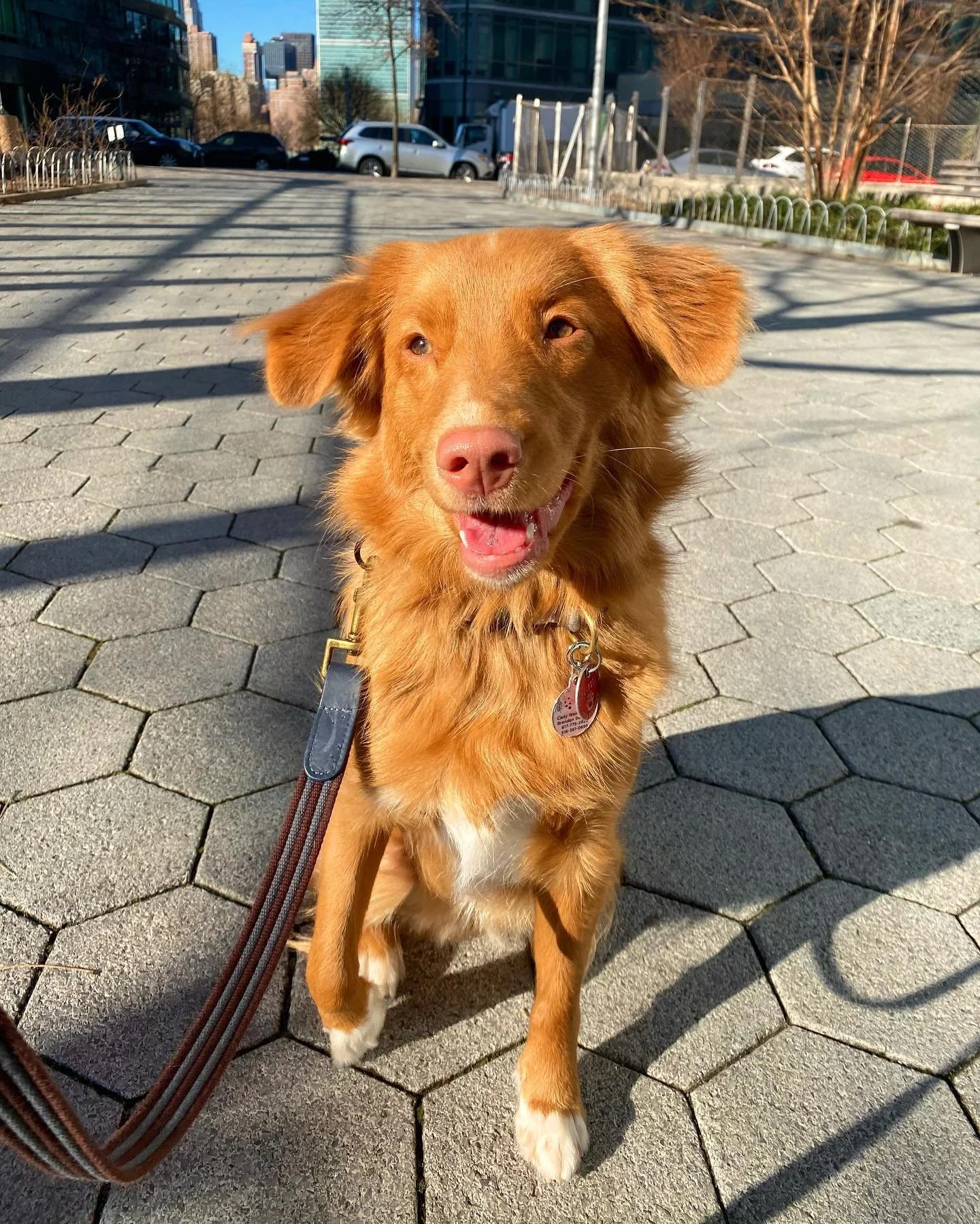 This is Harper! 🐕 

#tollersofinstagram #toller #novascotiaducktollingretriever #dogtraining #dogstagram #dogsofinstagram #dogsofinsta #dog #puppy #cute #discover #dogs #dogoftheday