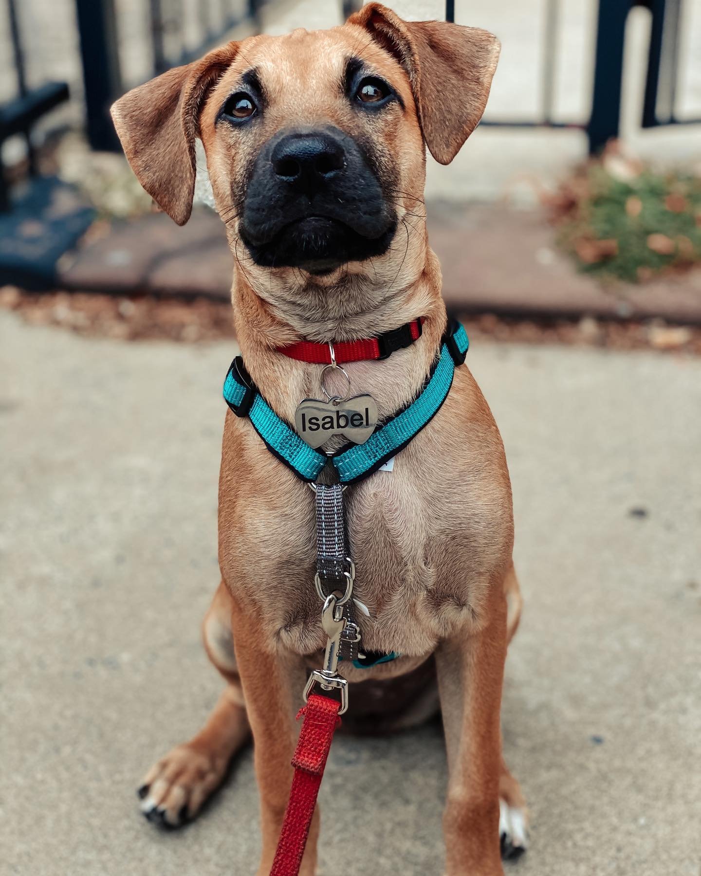 This is Isabel! A rescue pup from 🇵🇷 

#rescuedogsofinstagram #dogsofpuertorico #dogstagram #puppy #puppylove #dogtraining #dogsofinstagram #dogsofinsta #dog #dogs #cute