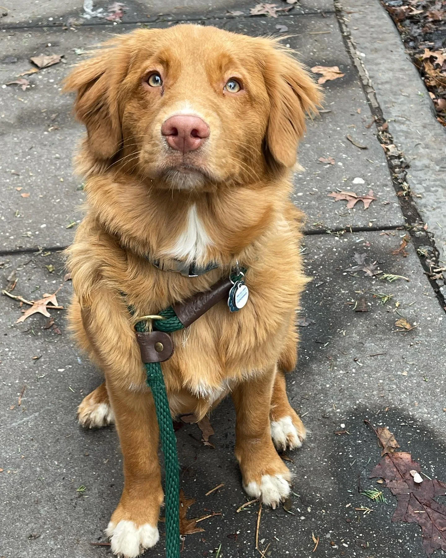 Toller alert!! This is Theo 🦮🐾 
#tollersofinstagram #novascotiaducktollingretriever #dogtraining #dogstagram #dogsofinstagram #dogs #dog #puppy #toller