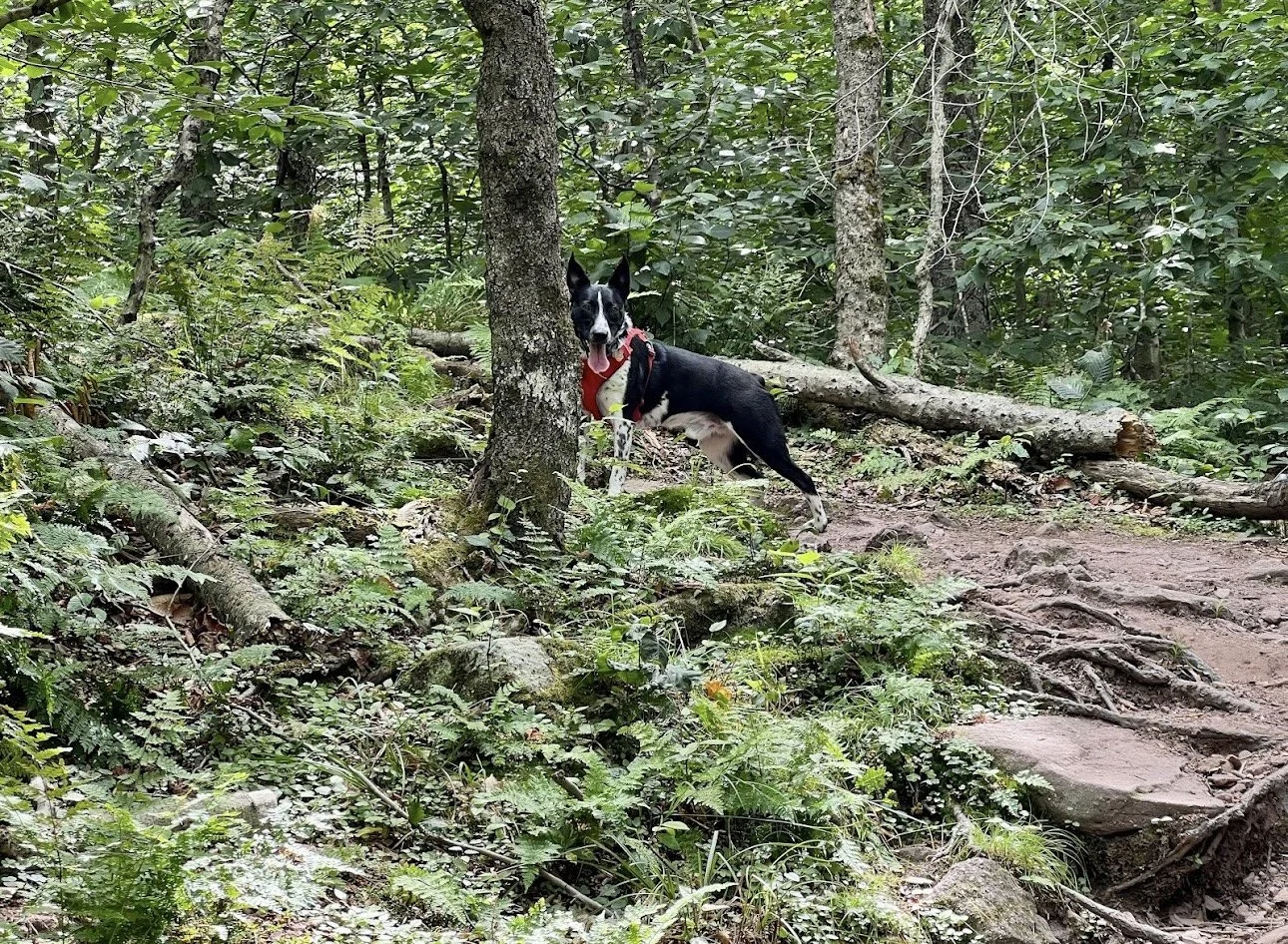 Black and white dog wearing a red bandana standing on a dirt trail in a lush green forest.