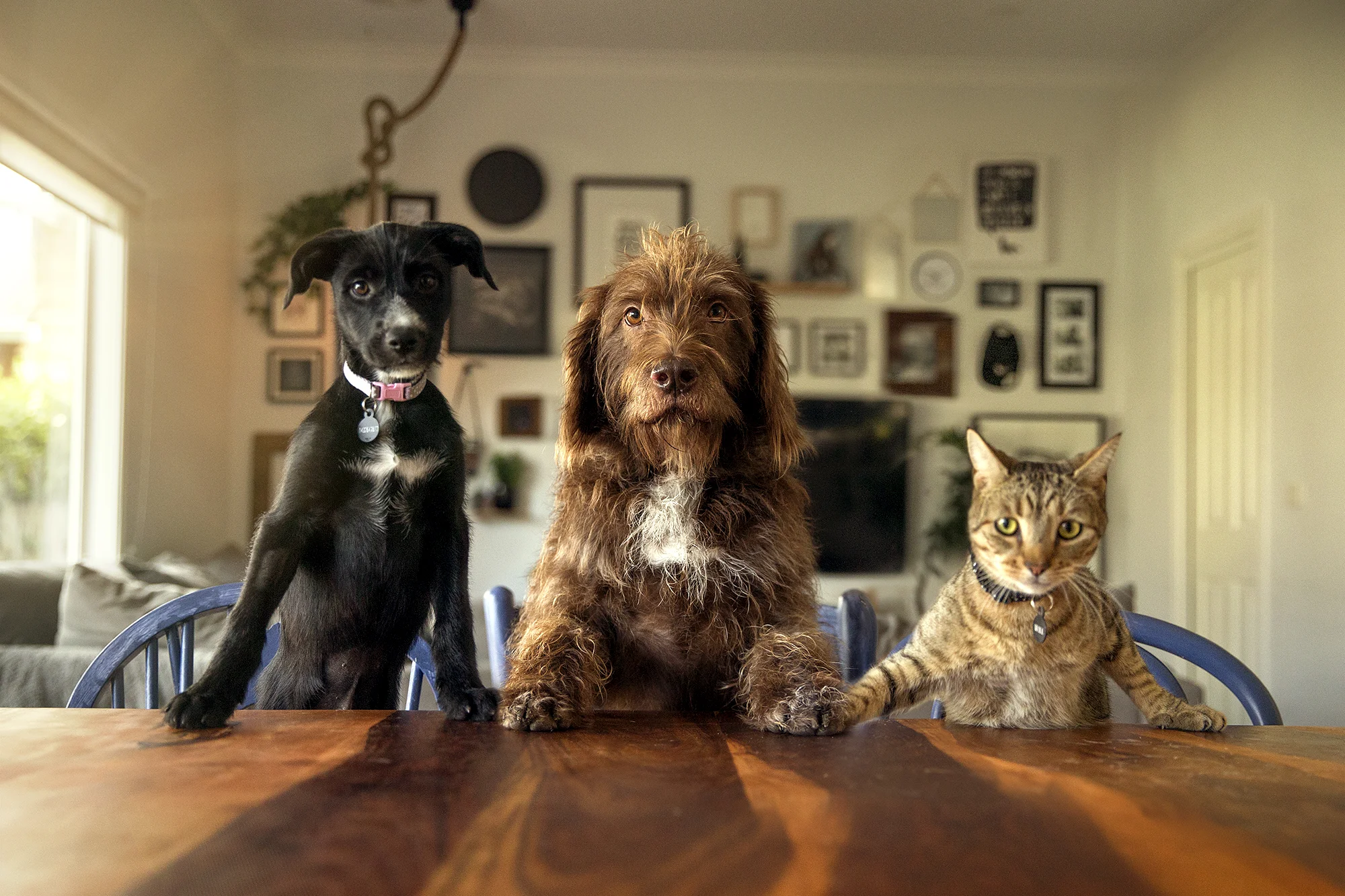 Maple, Lyra and Will