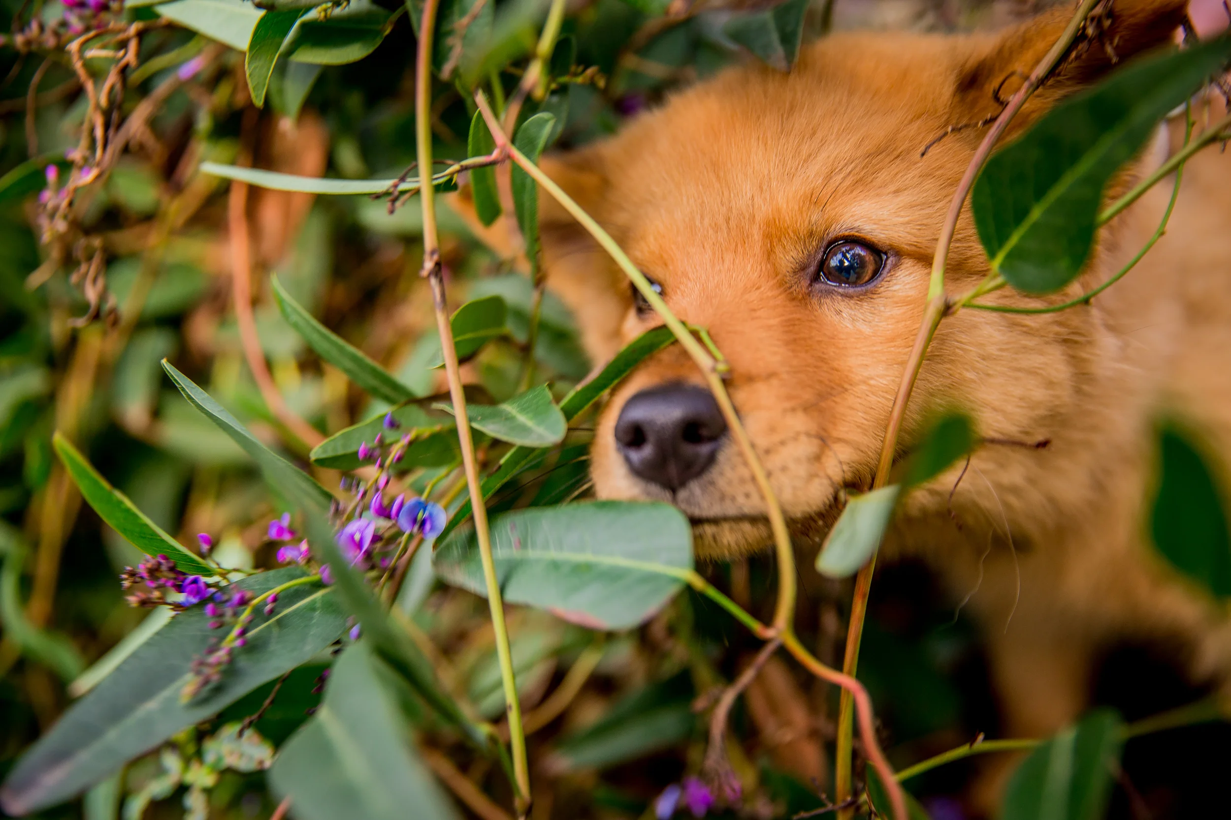 foxe-ragamuffin-June_16(38)-web.jpg