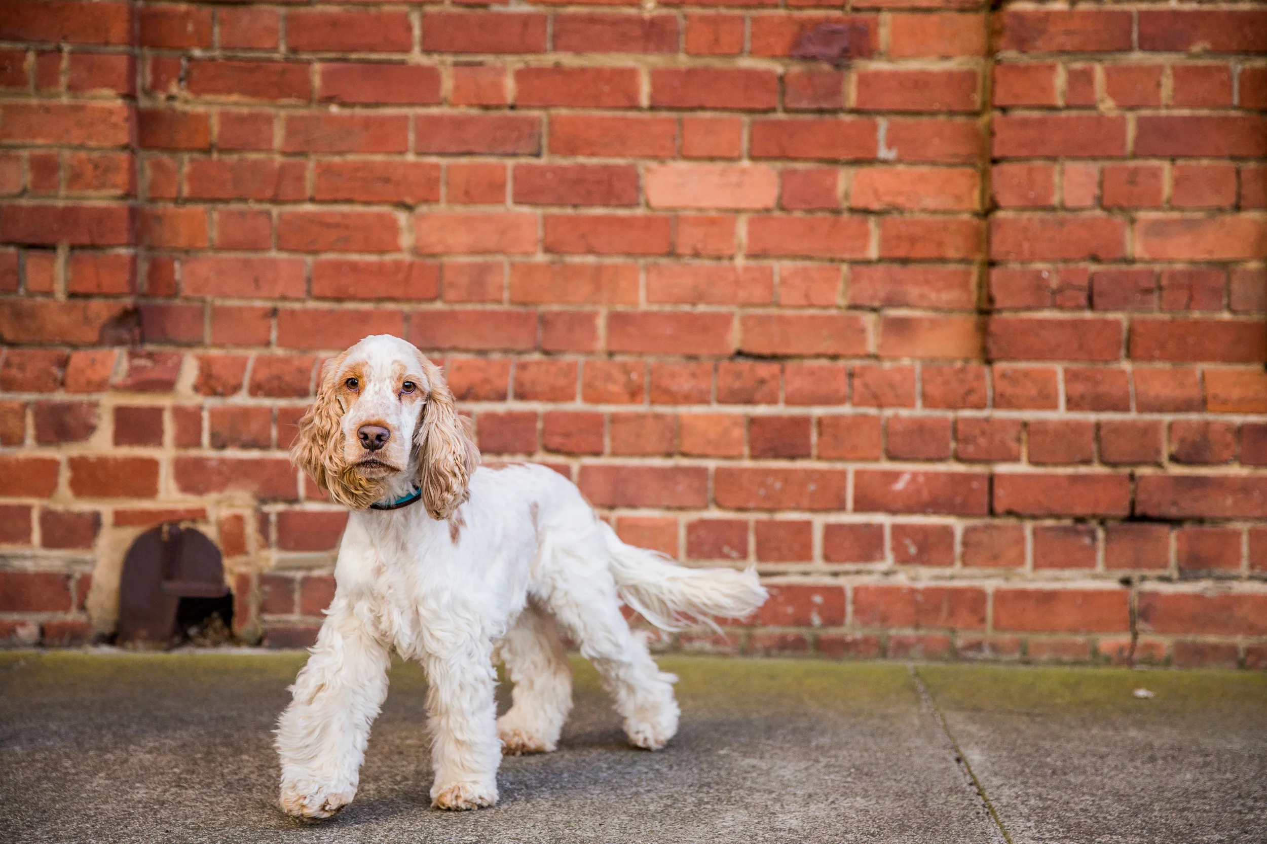 tate-ragamuffin-September_14(57)-edit-web.jpg