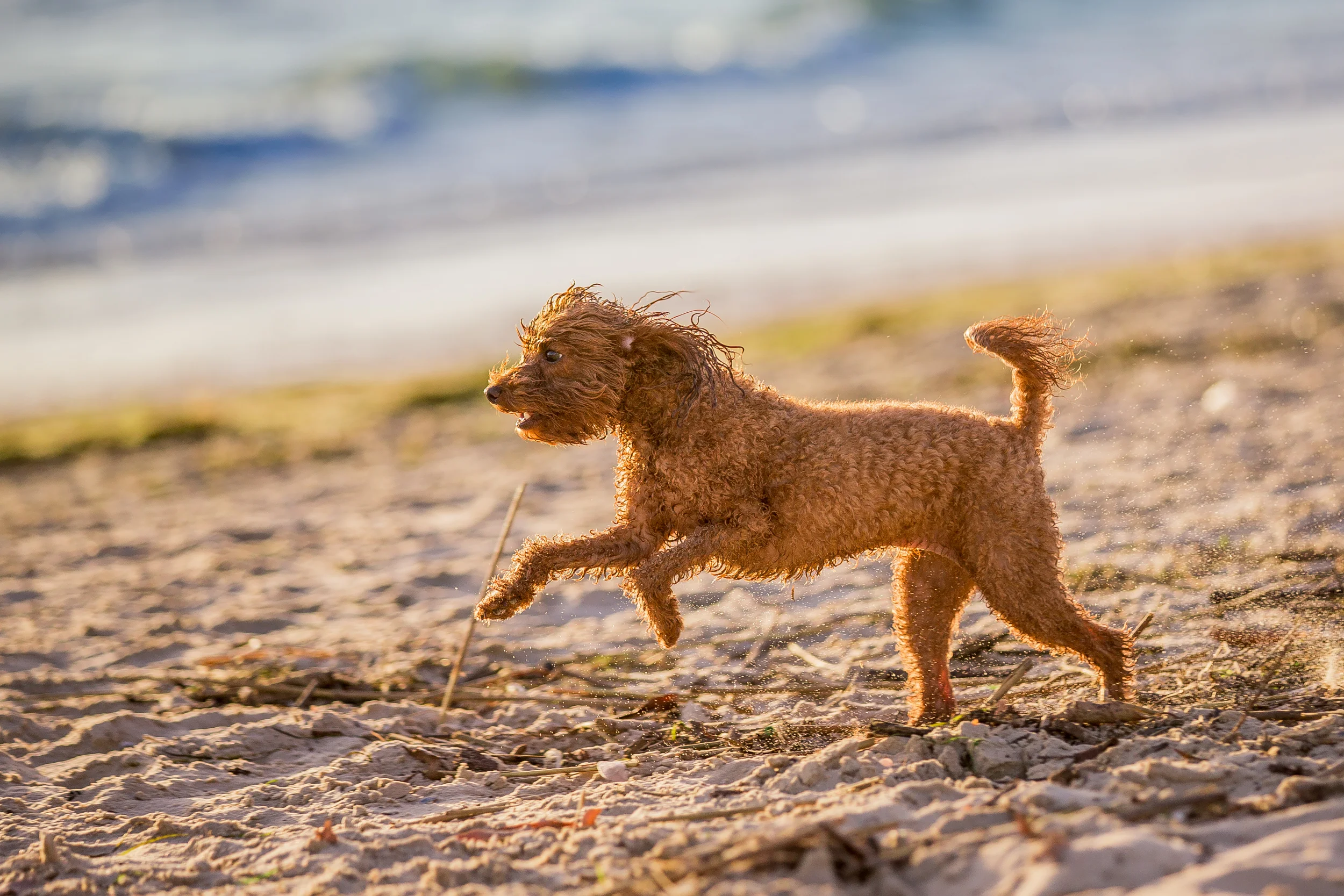 Rosie(084)-01_17_ragamuffin-web.jpg