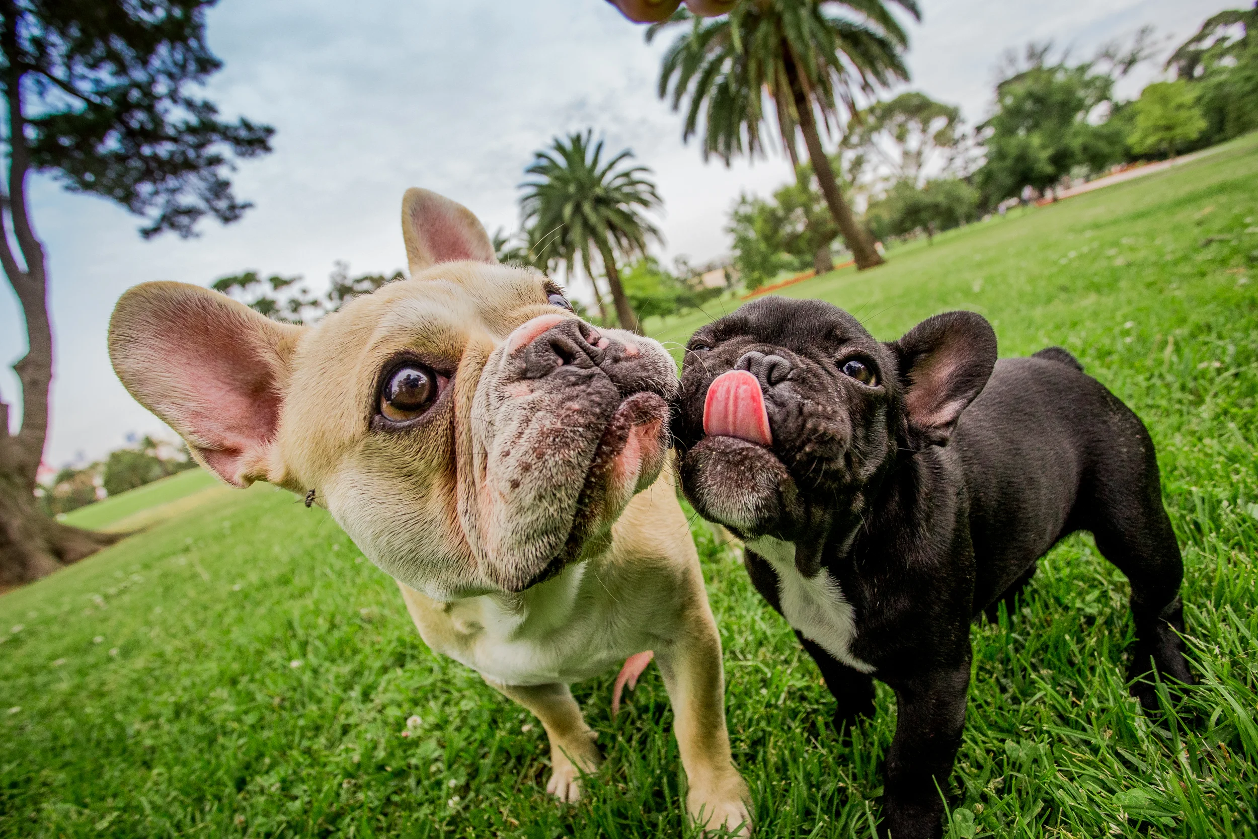 nugget-pickle-ragamuffin-December_16(47)-web.jpg