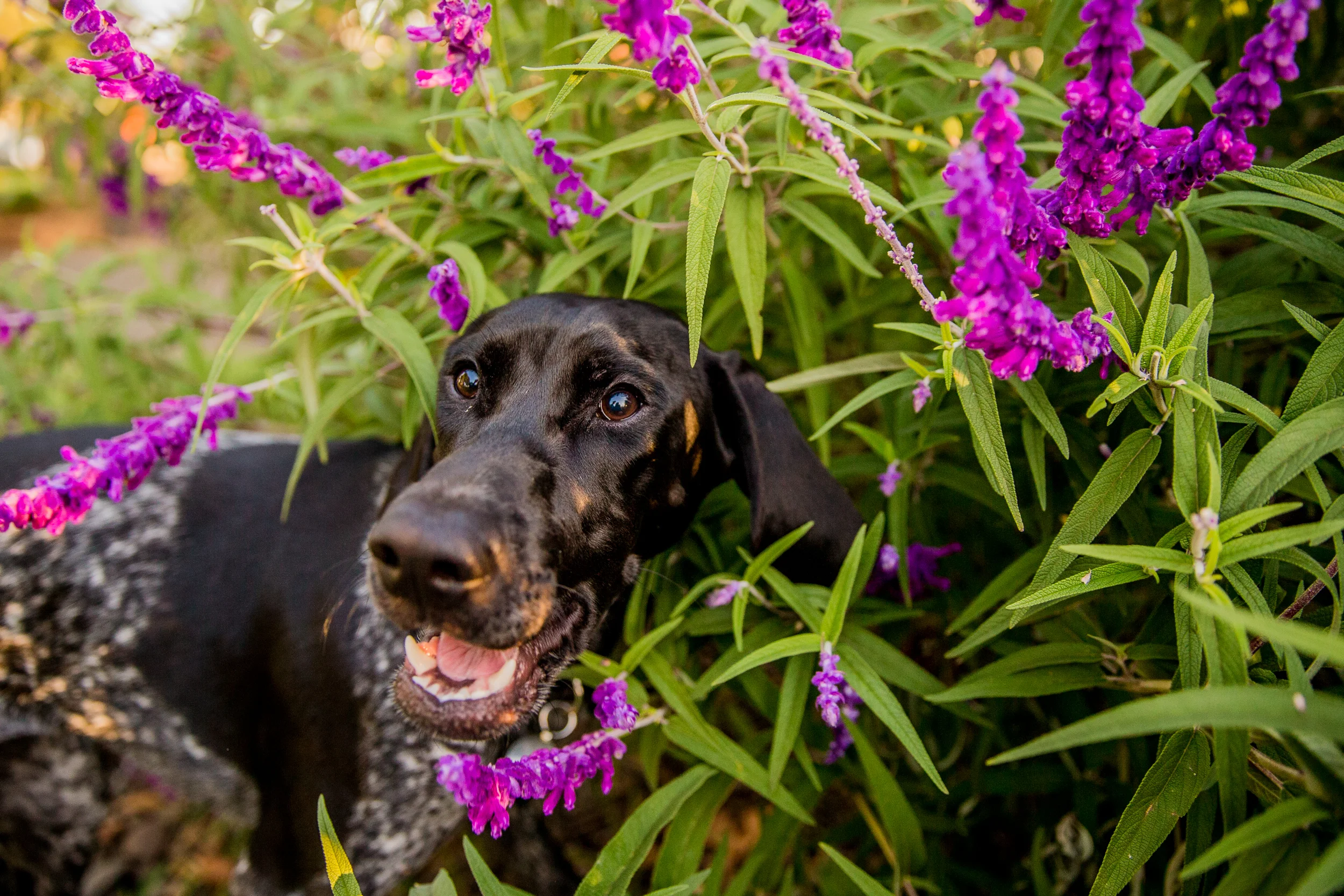 bessie-ragamuffin-April_15(23)-web.jpg