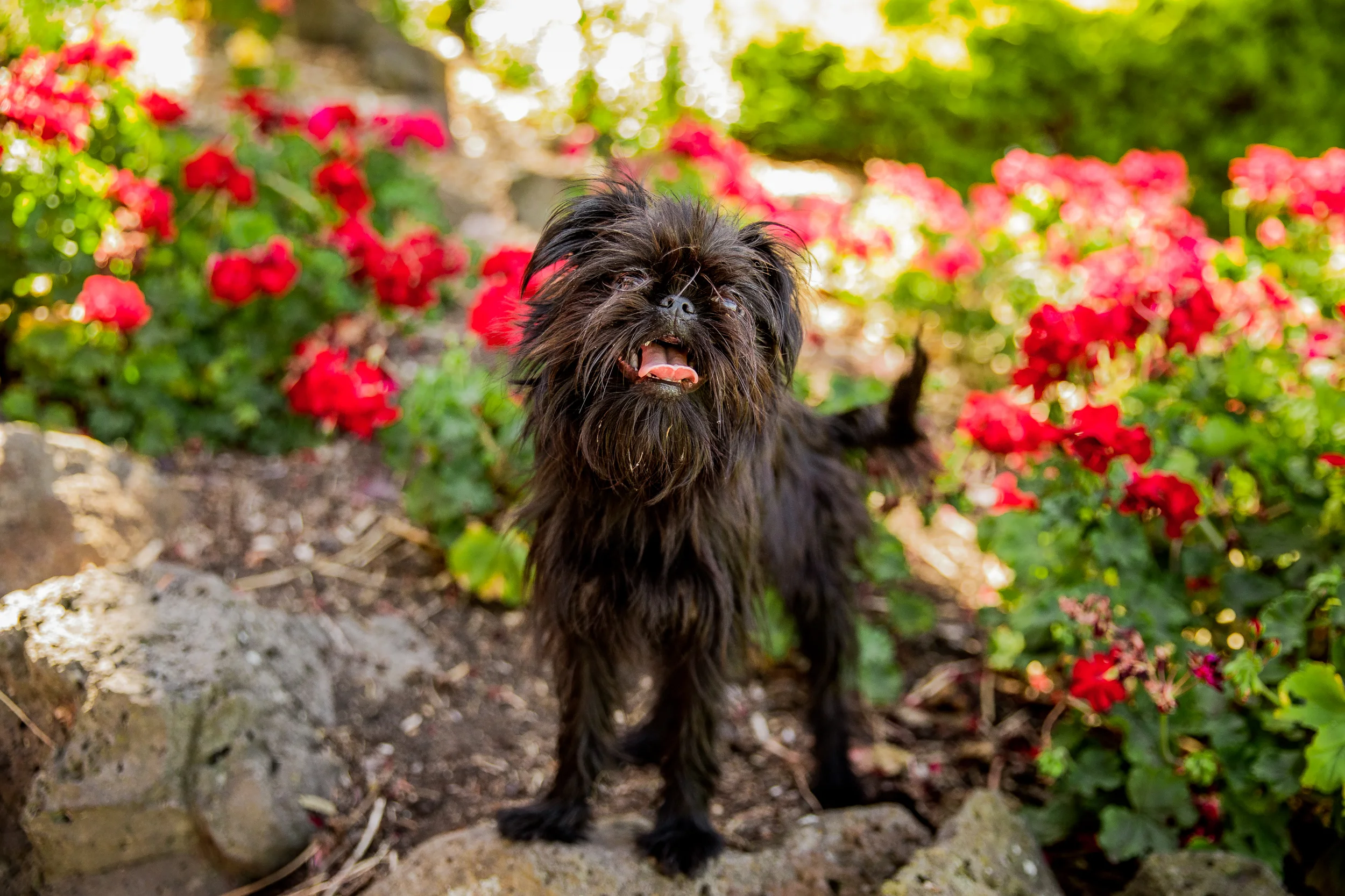 hector(017)-03_17_ragamuffin-web.jpg