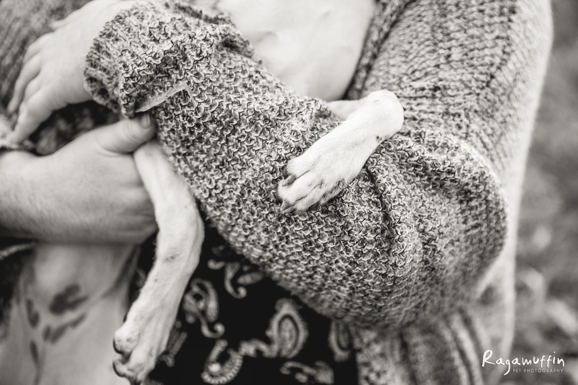 dog-photography-melbourne