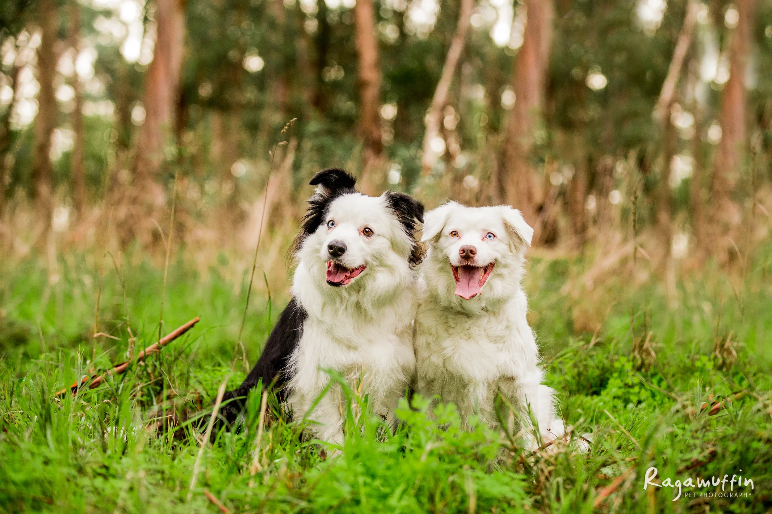 herbie-koda-and-co(057)-07_18_ragamuffin-web.jpg