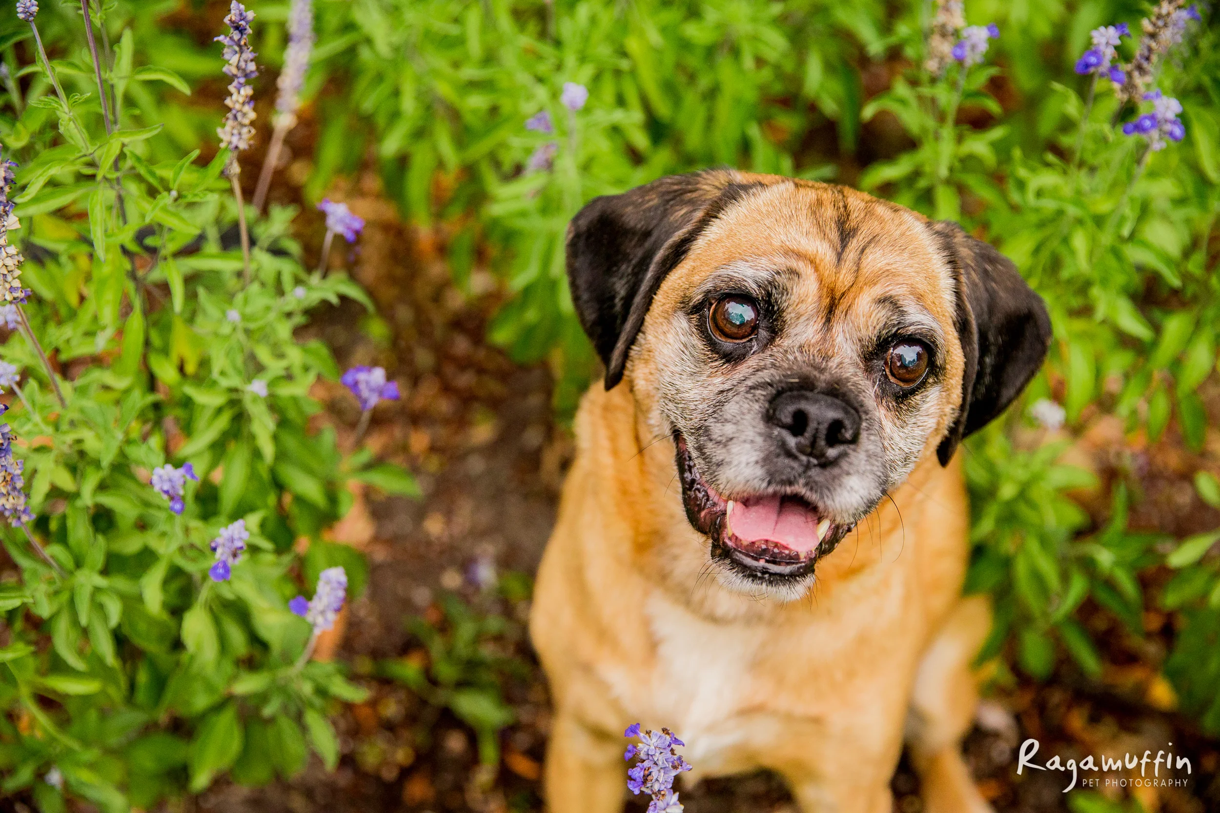 butter(053)-03_19_ragamuffin-retouched-web.jpg