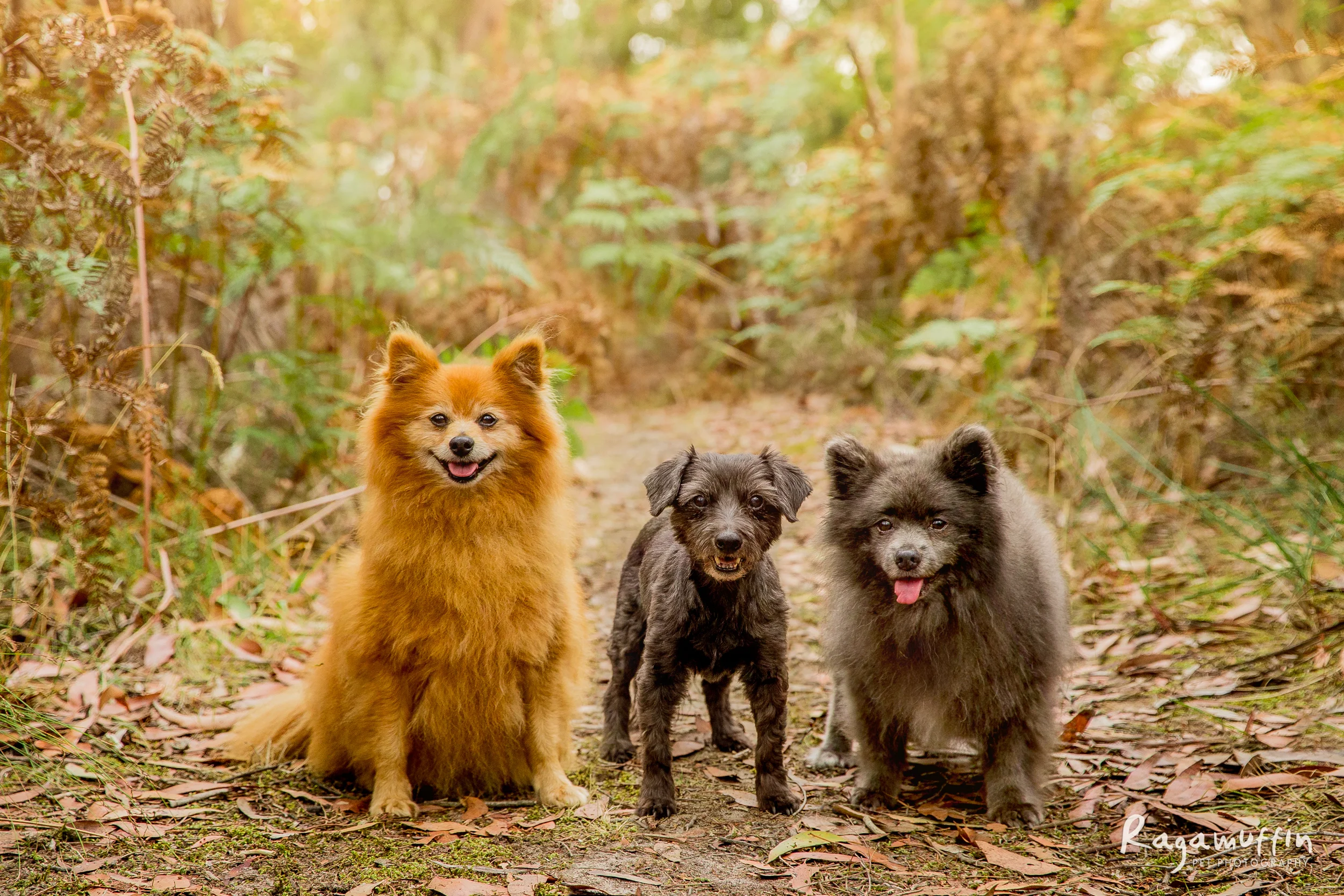 dexter-lazlo-milly(043)-03_19_ragamuffin-web.jpg
