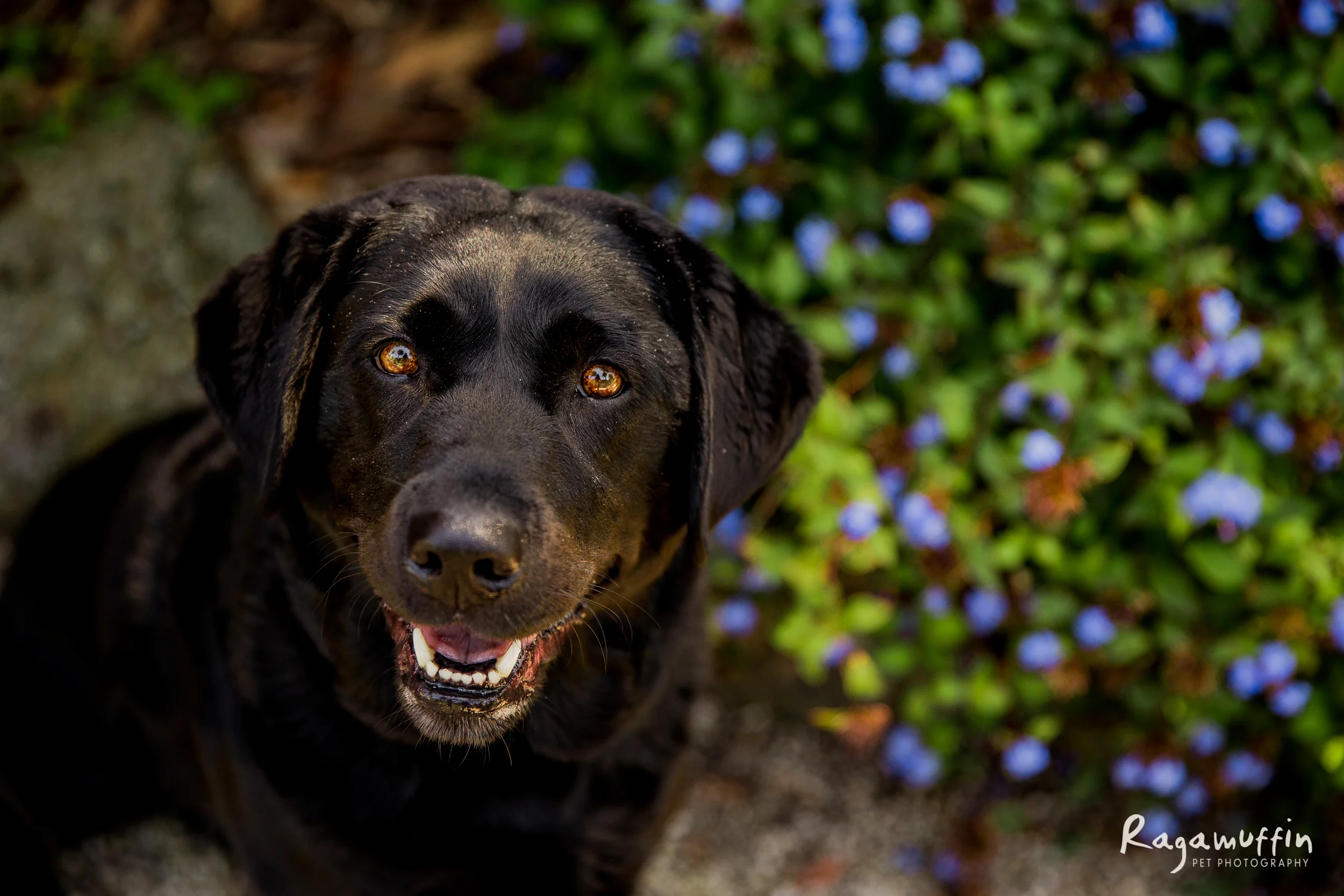 tessa(065)-02_19_ragamuffin-retouched-web.jpg