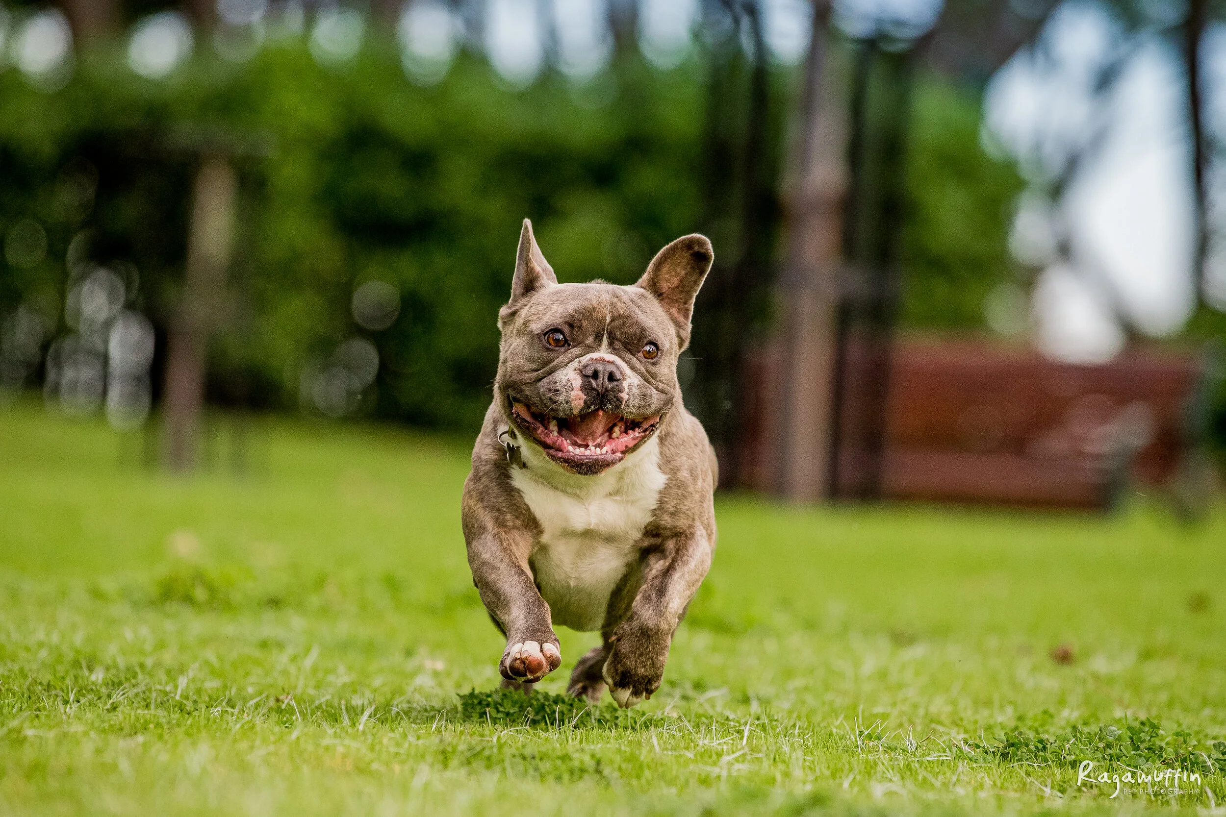 Monty | Session Gallery