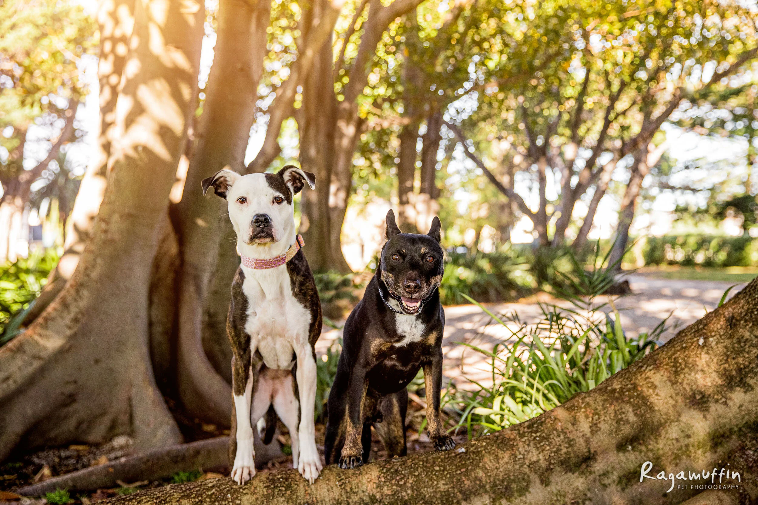 Rodney and Chloe | Session Gallery