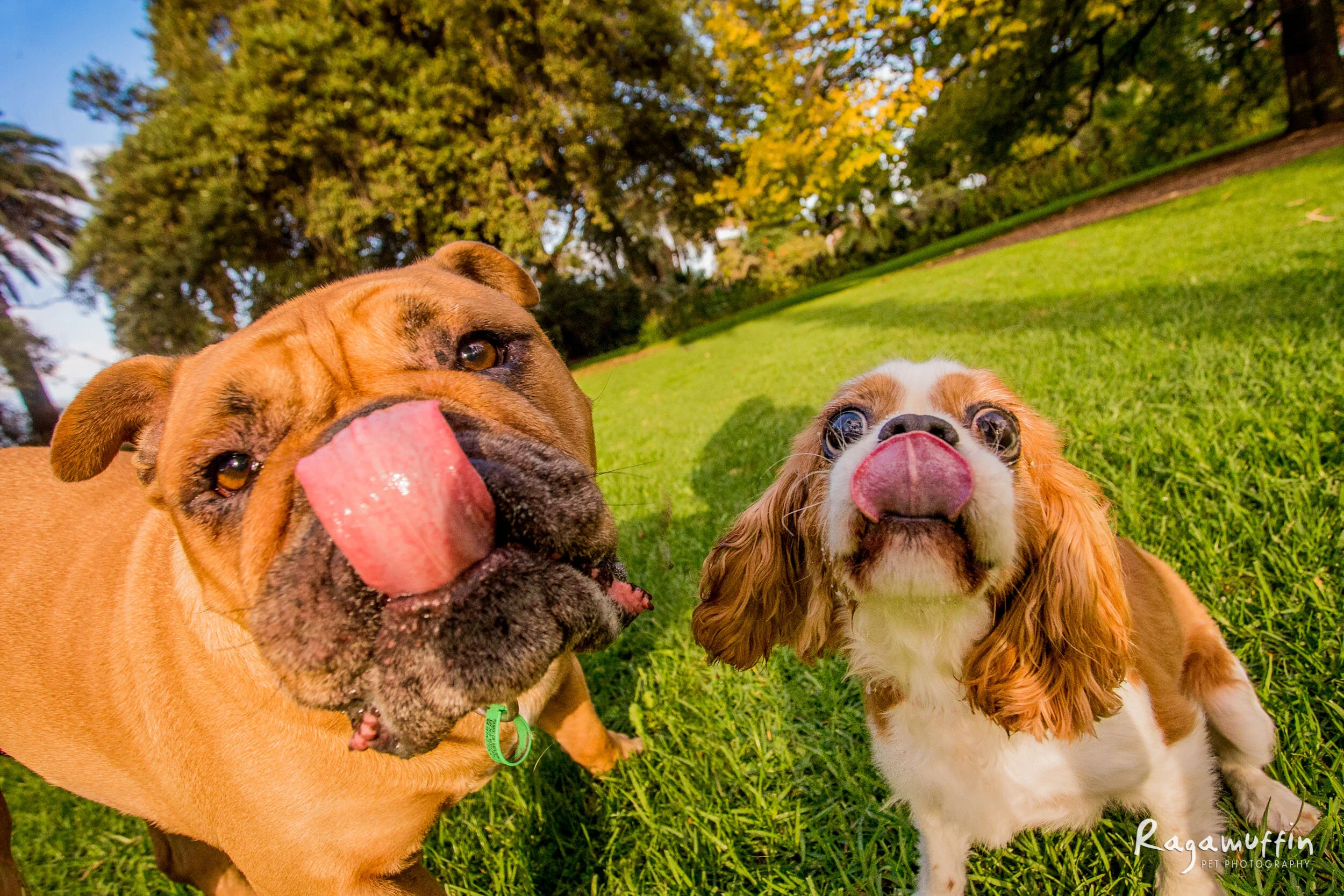 Jasmine and Dozer | Session Gallery