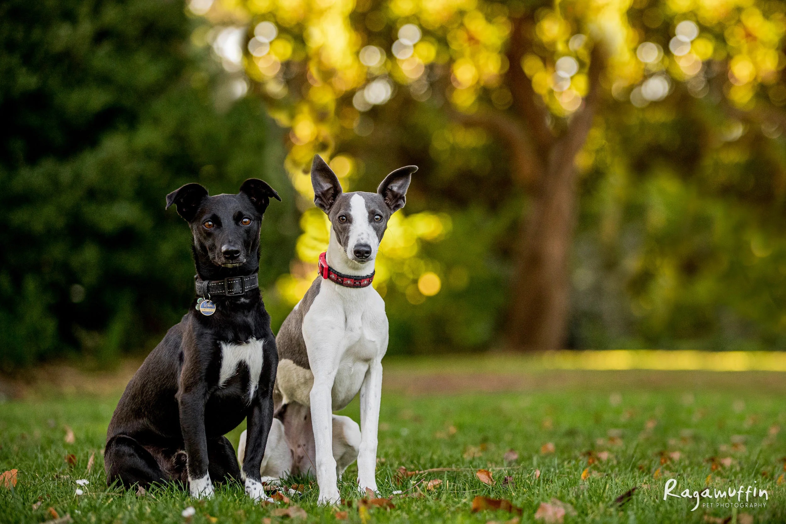 Elwood and Rocket | Session Gallery