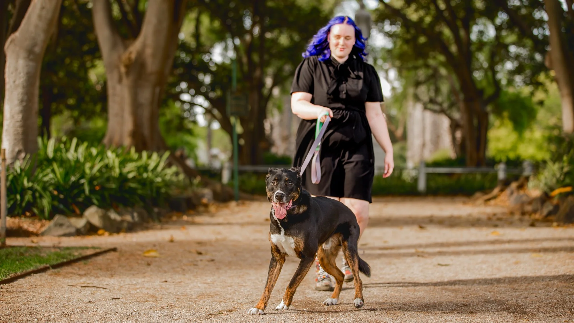 Melbourne Pet Photography: Capturing the Wild Spirit of a Dingo Hybrid