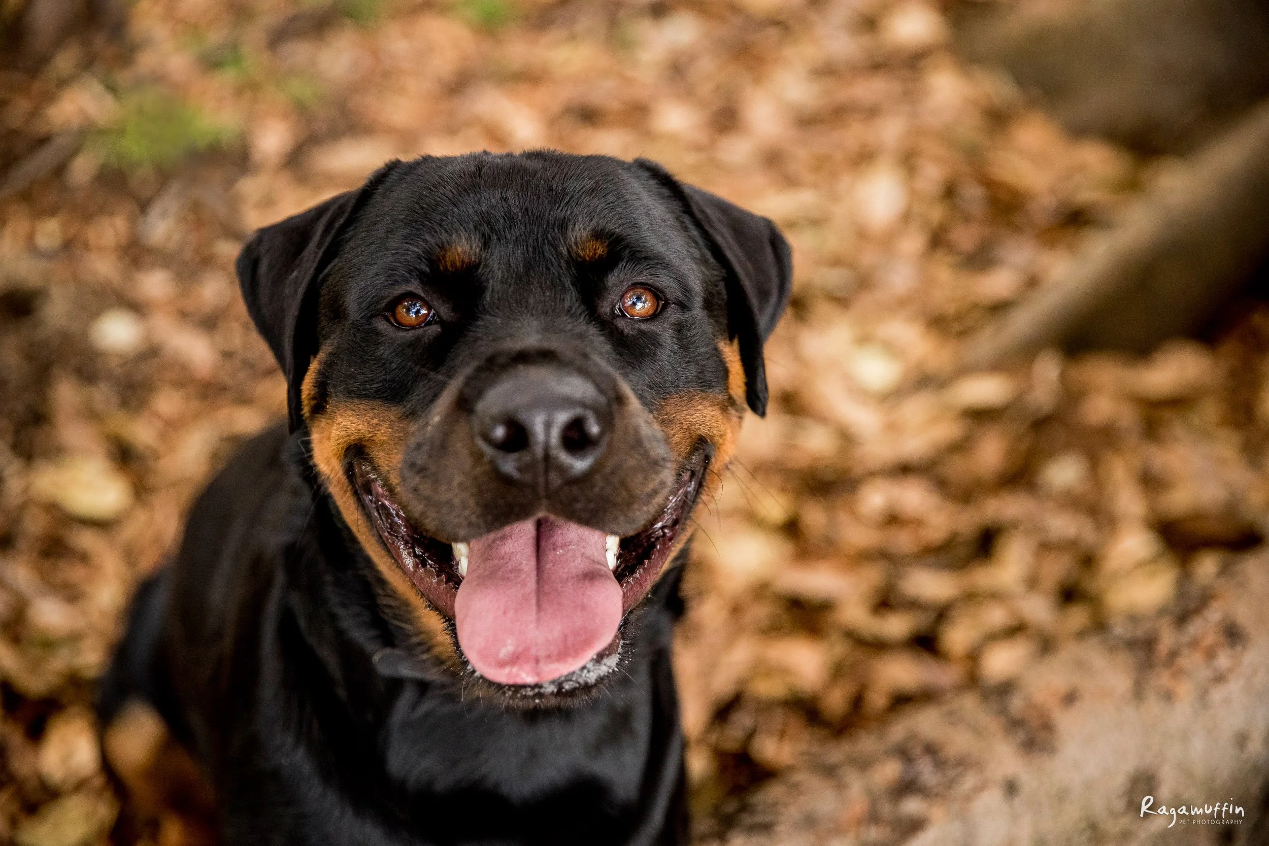 (028)_santiago_02_23_ragamuffin-leash-removal-web.jpg