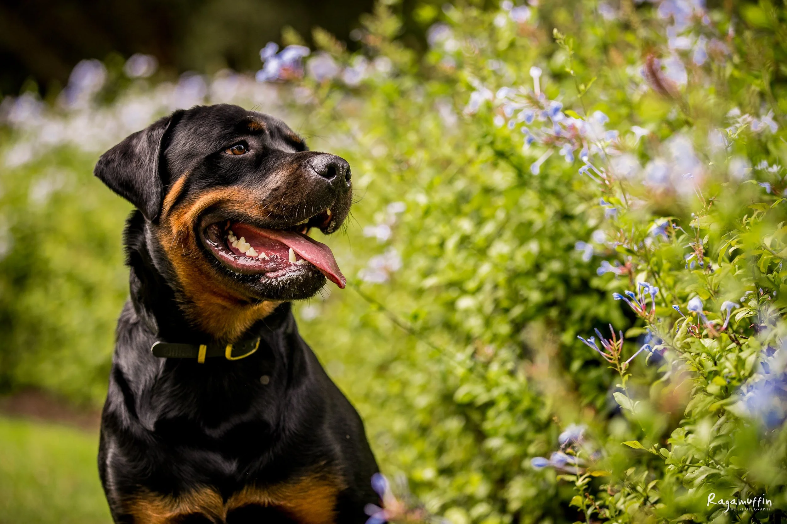 (066)_santiago_02_23_ragamuffin-leash-removal-web.jpg